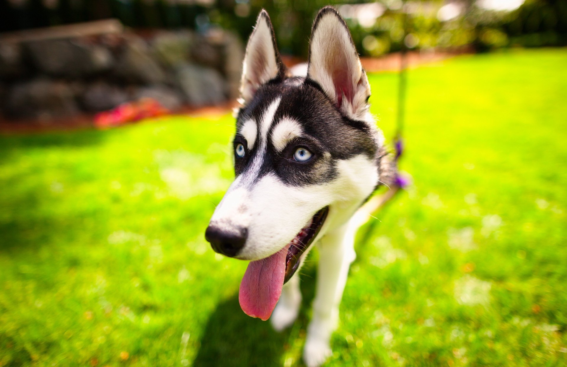 husky husky cane cane sguardo occhi muso lingua erba verde