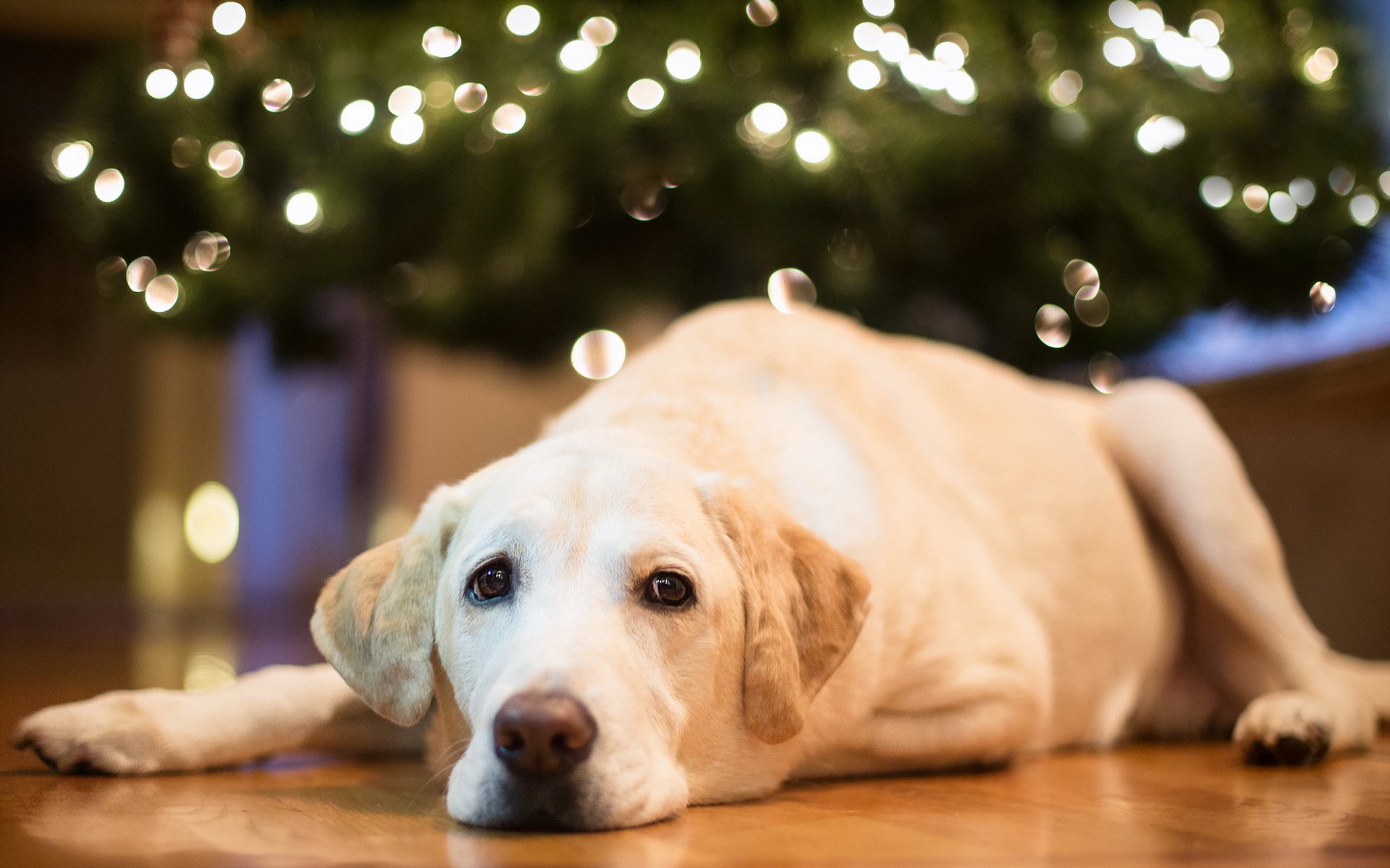 dog other house holiday