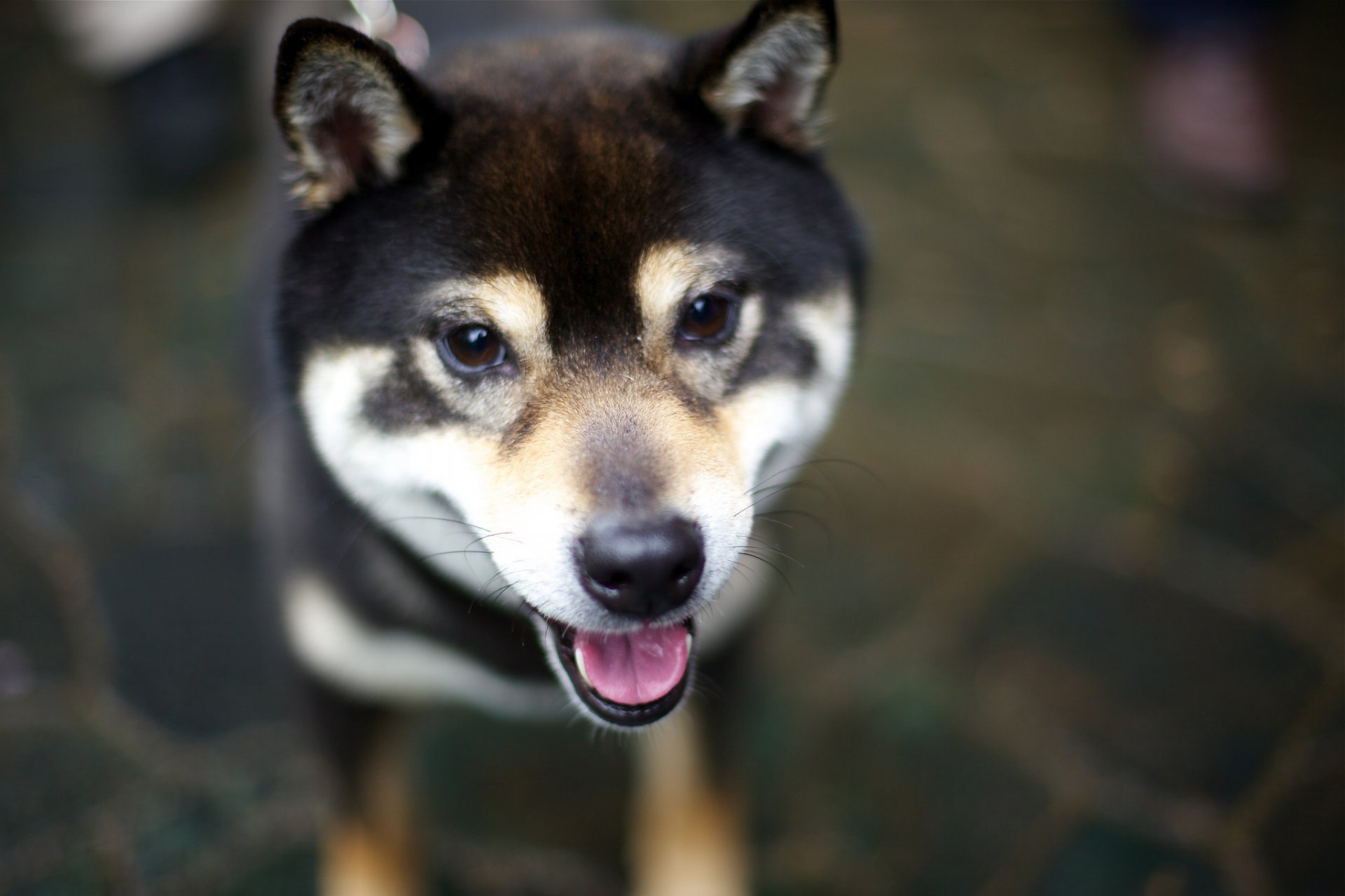 pies język spojrzenie shiba inu