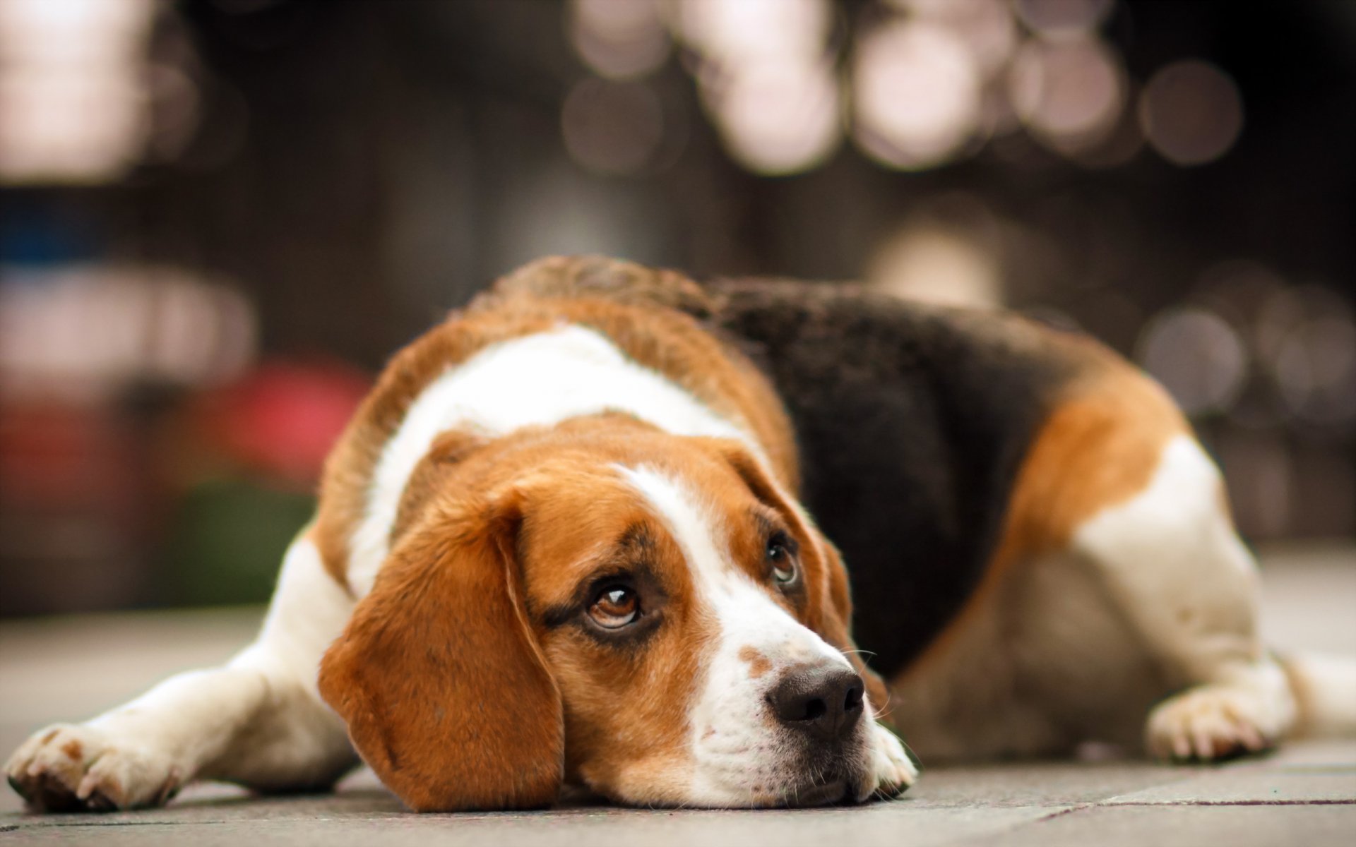 dog beagle other