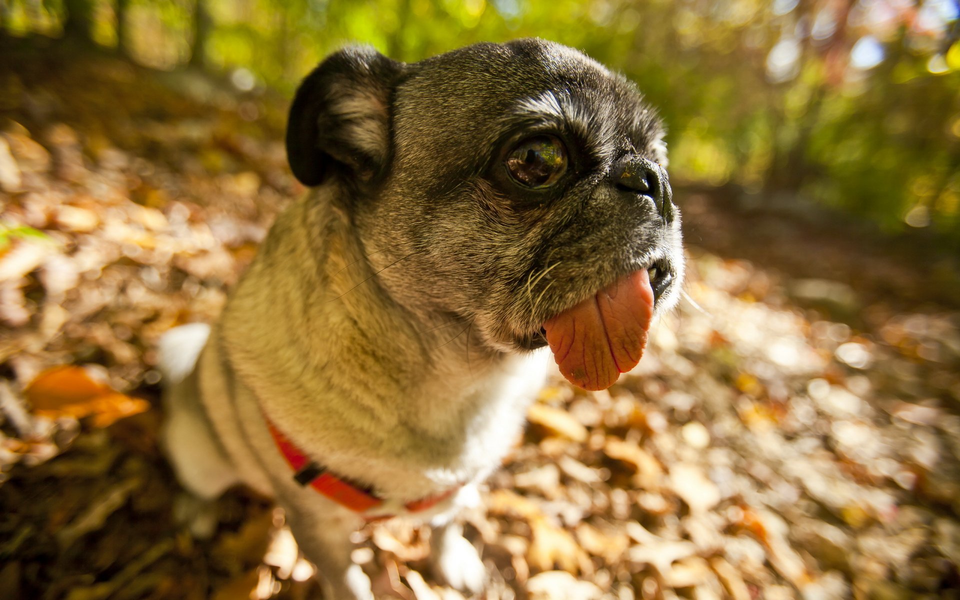chien carlin regard