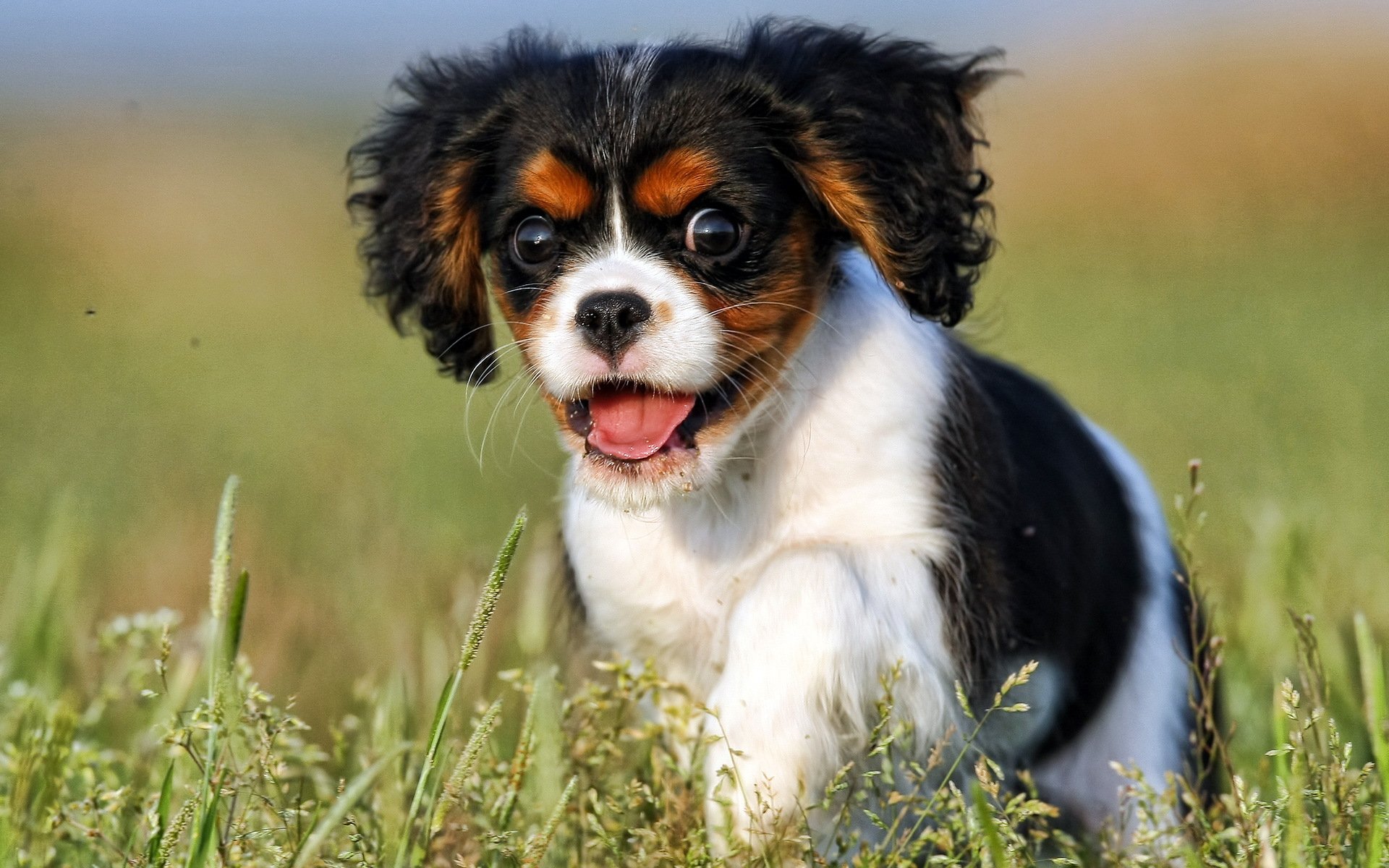 dog puppy view