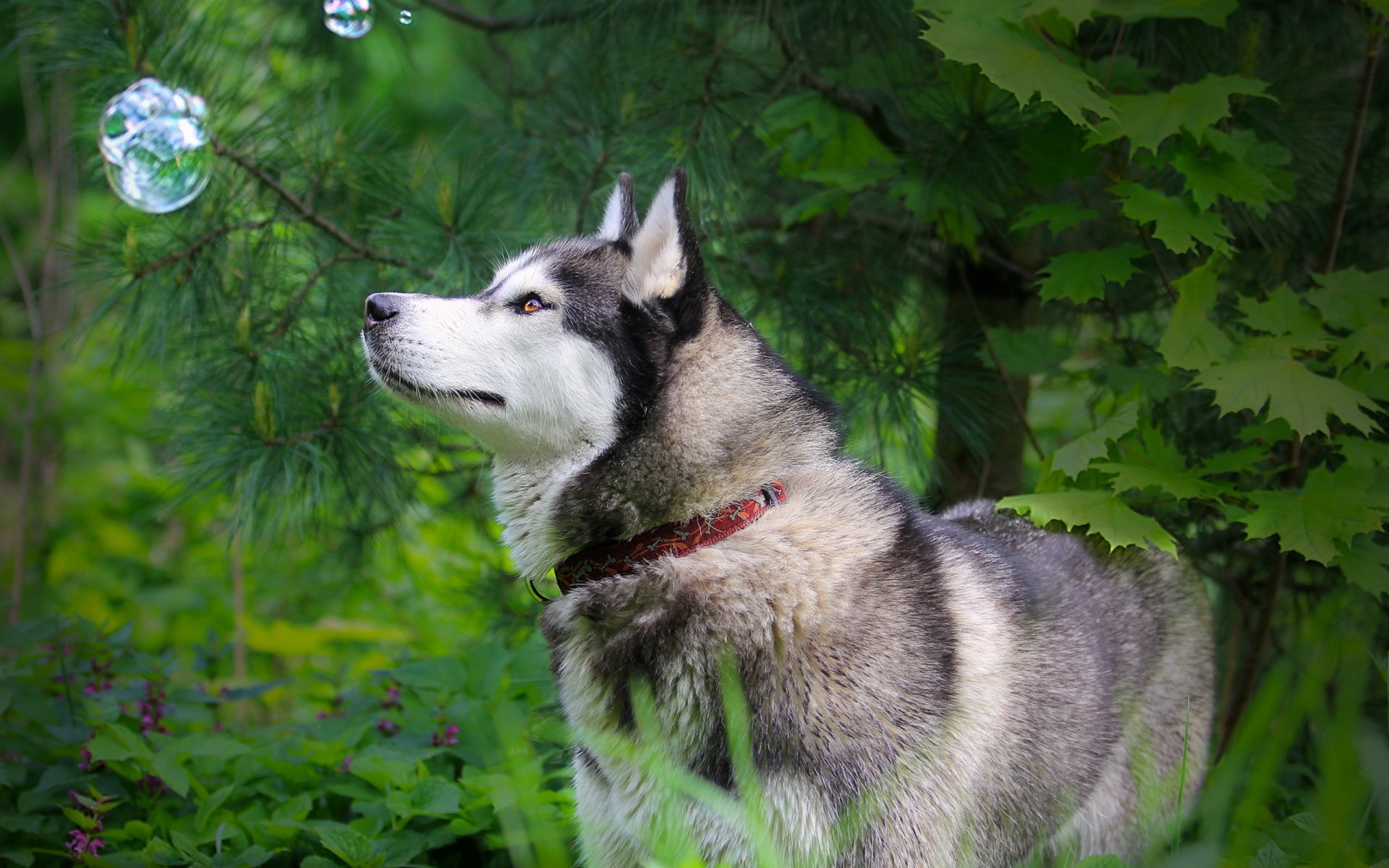 perro husk naturaleza