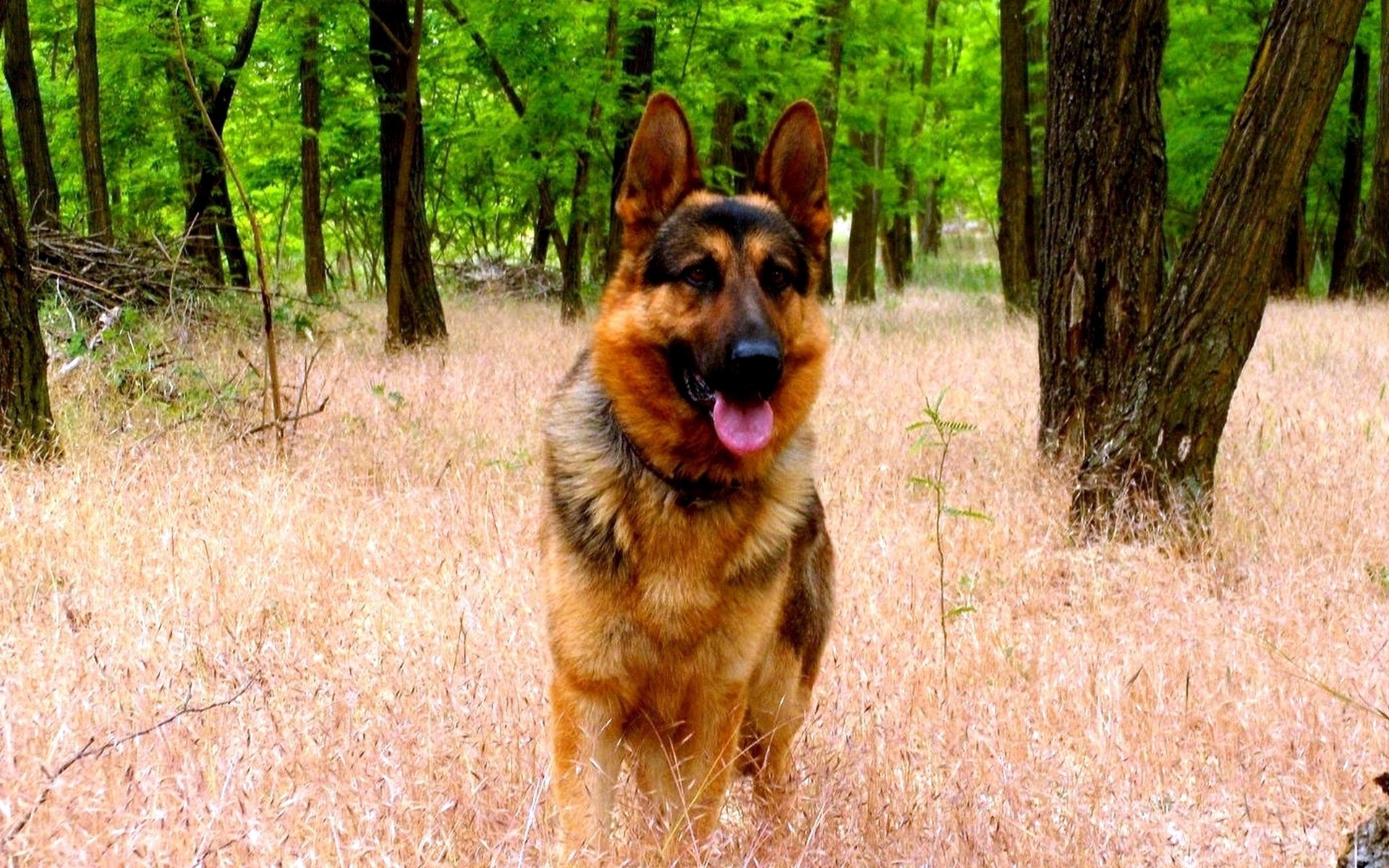 allemand berger forêt herbe museau bouche oreilles langue
