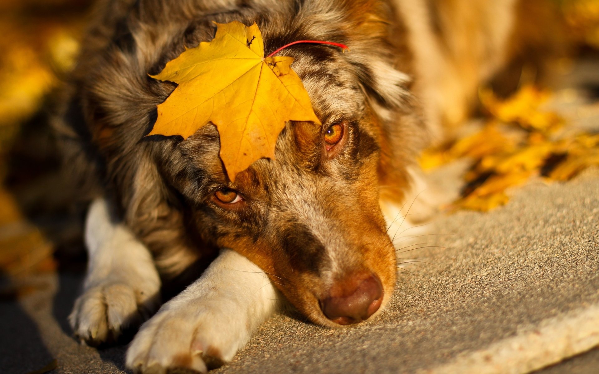 australian shepherd sheet view