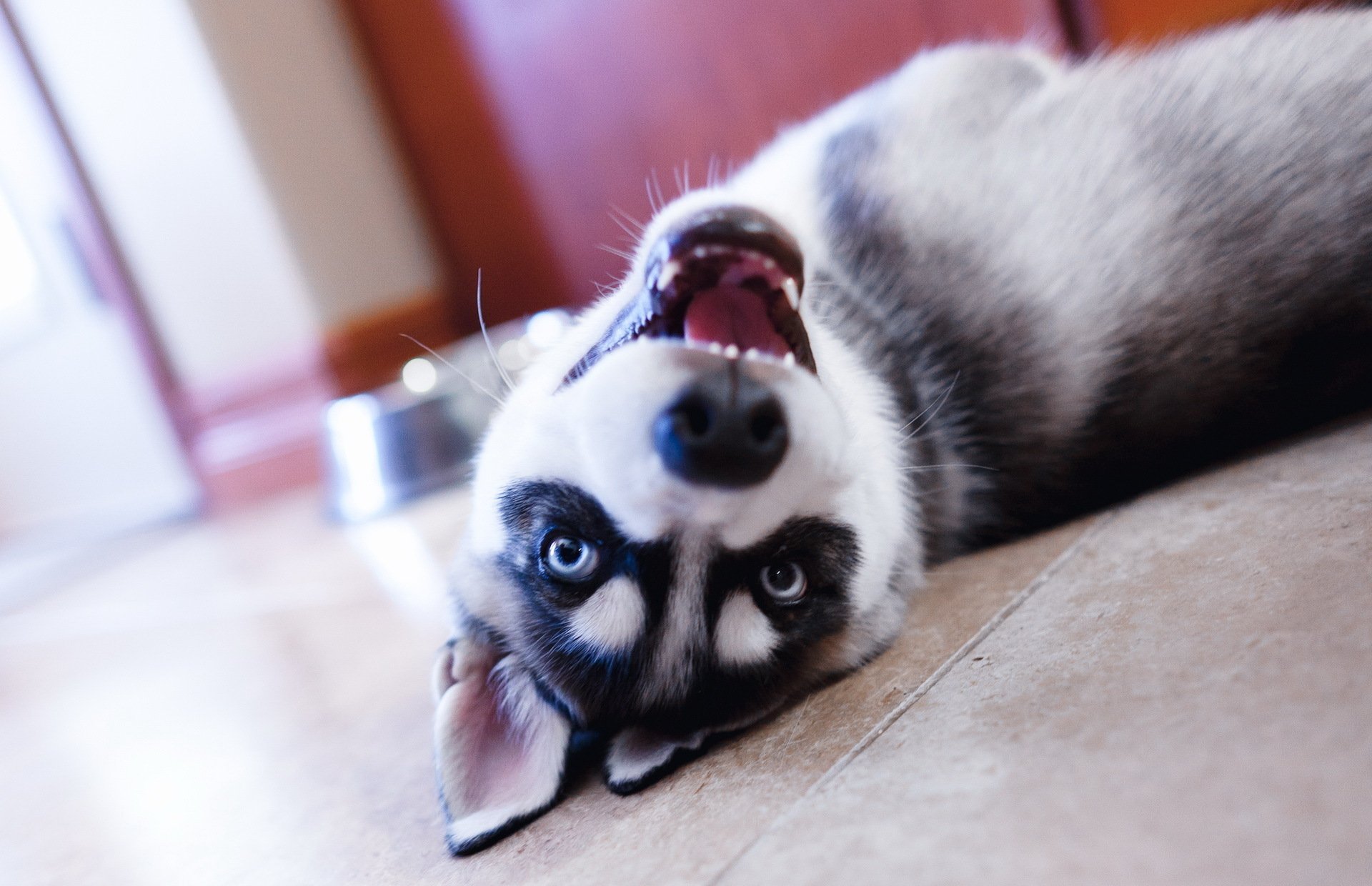 husky cane cucciolo muso occhi vista si trova