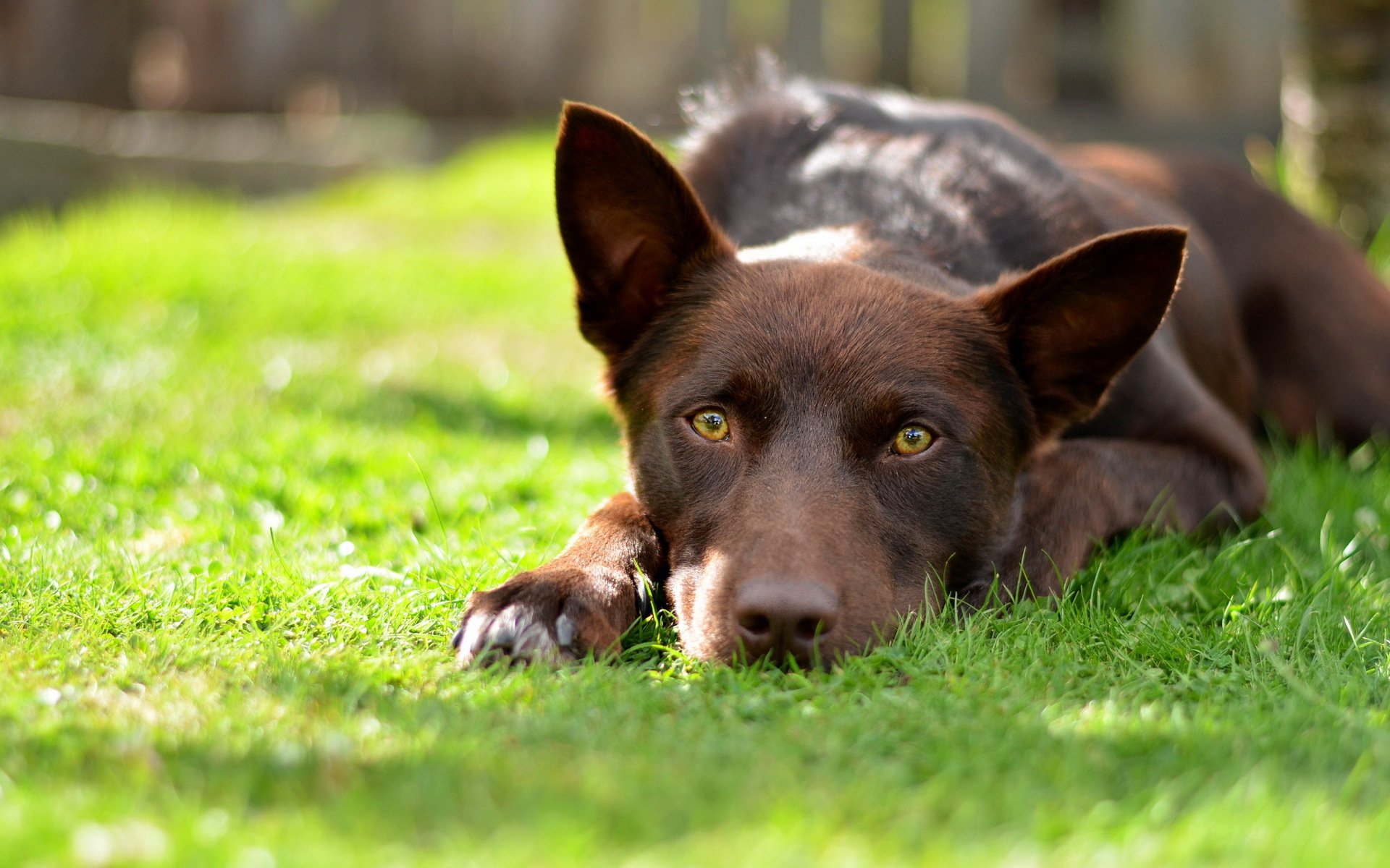 chien vue champ été