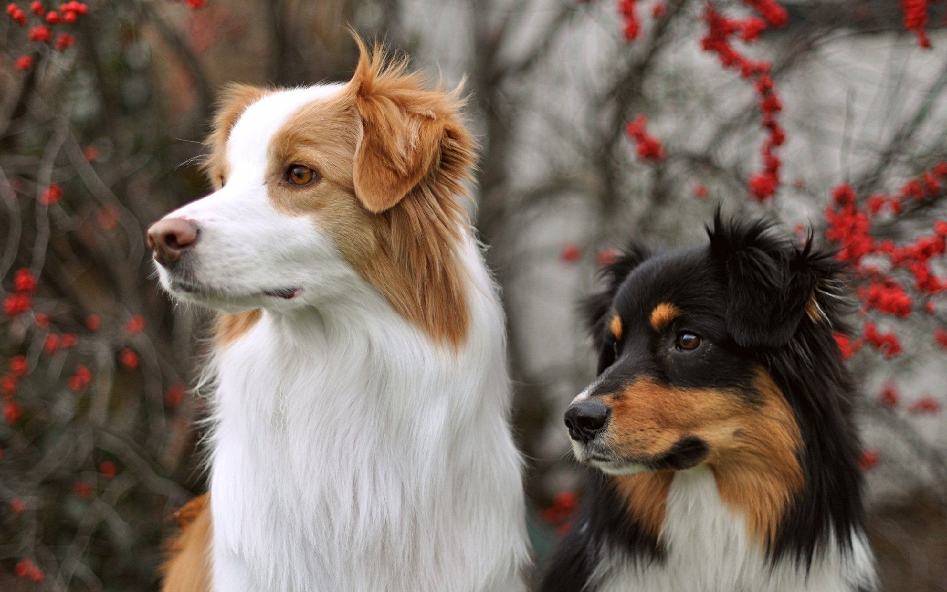 perros mirada fondo