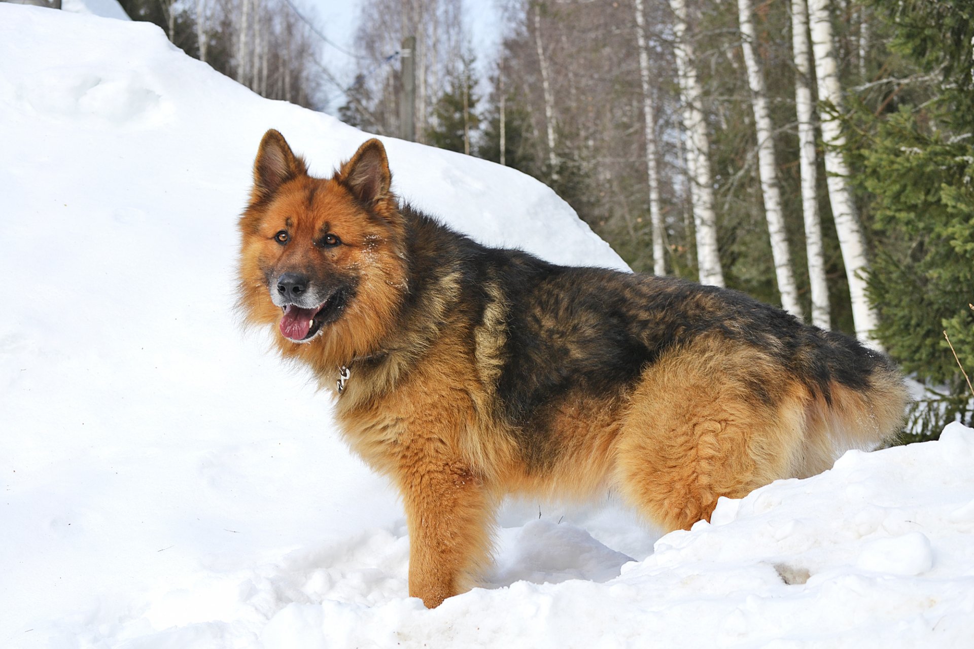 cane pastore tedesco sherhan inverno foresta