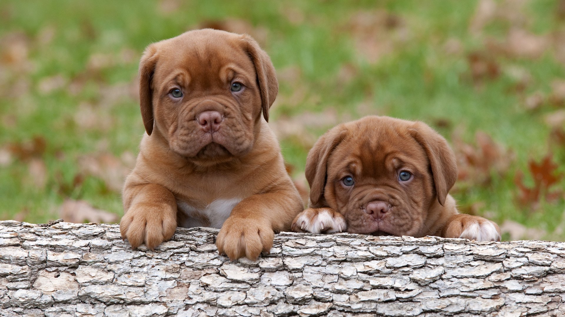 gran danés de burdeos cachorros perros niños pequeños