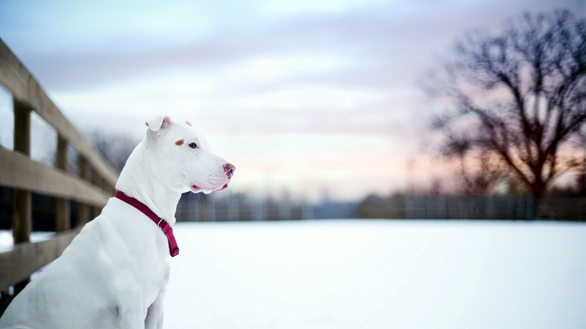 pitbull hund freund