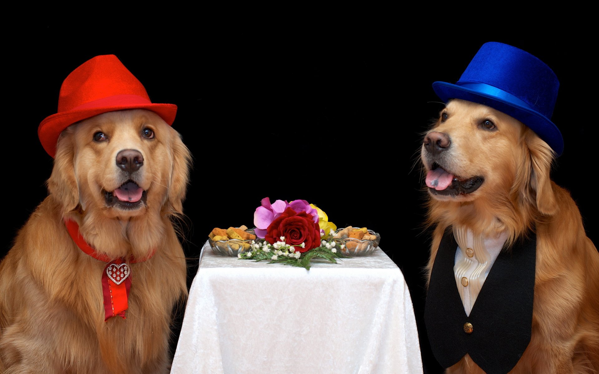 hunde freunde hintergrund
