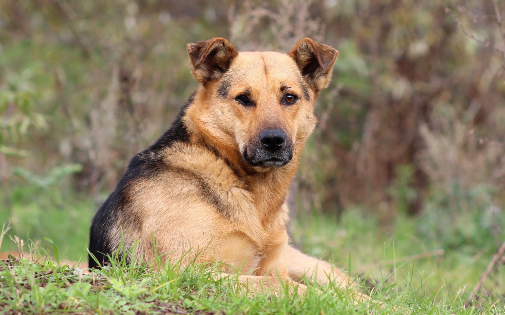 chien regard ami