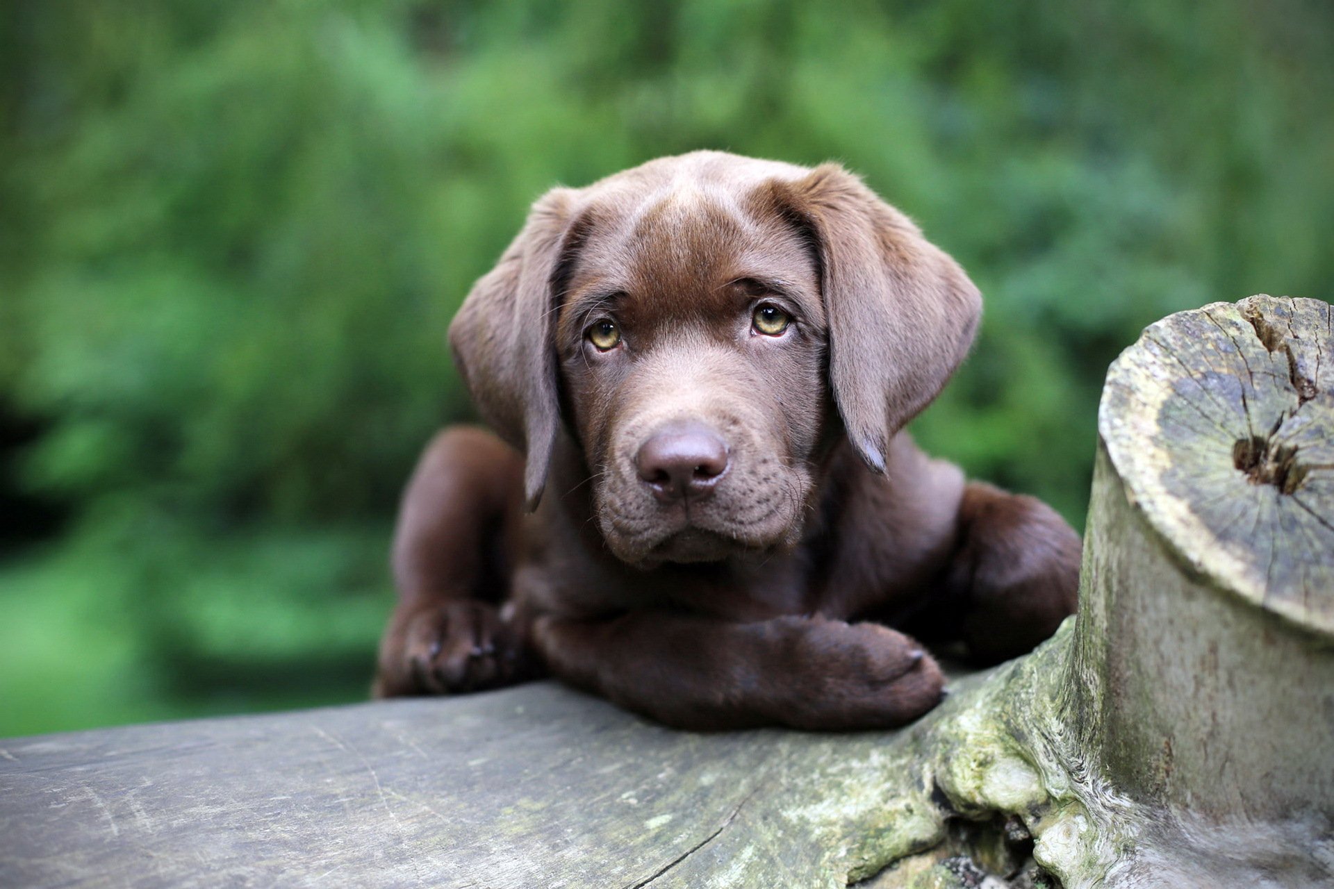 perro mirada fondo amigo