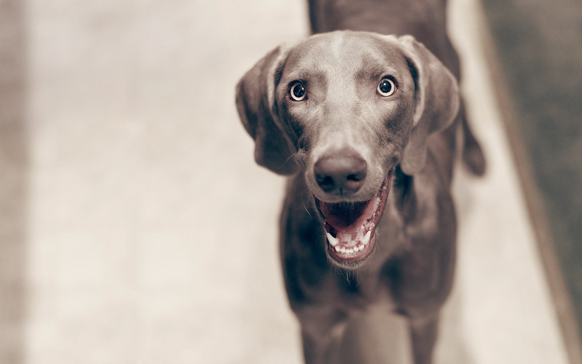 cane muso sguardo sorriso