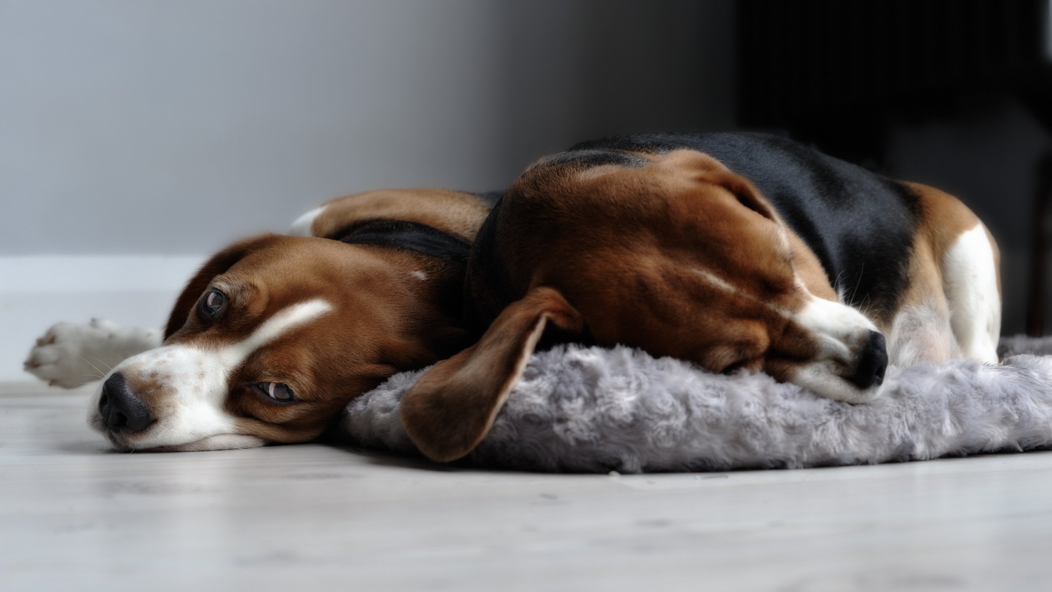 perros beagles hogar comodidad