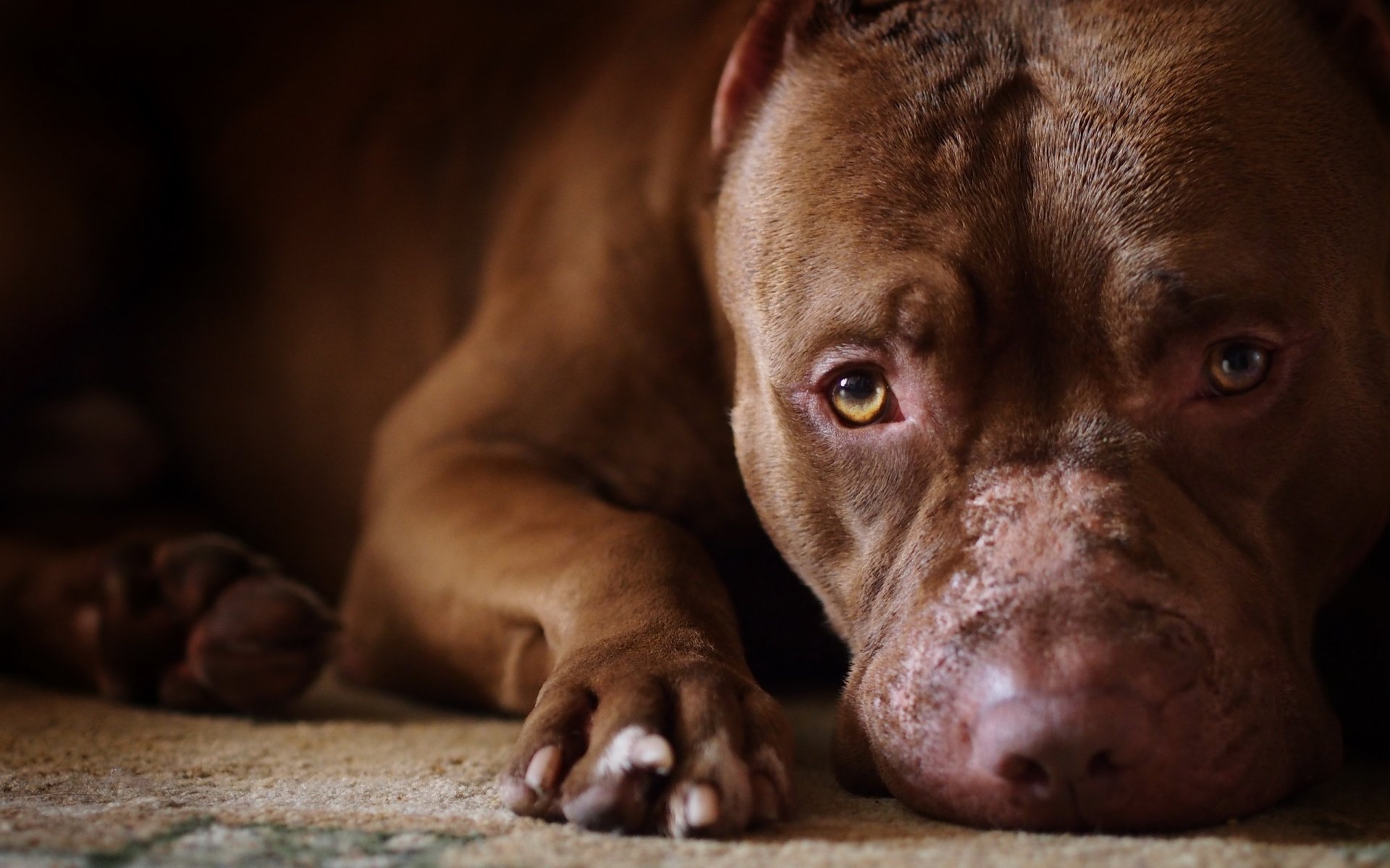 dog beautiful plain other