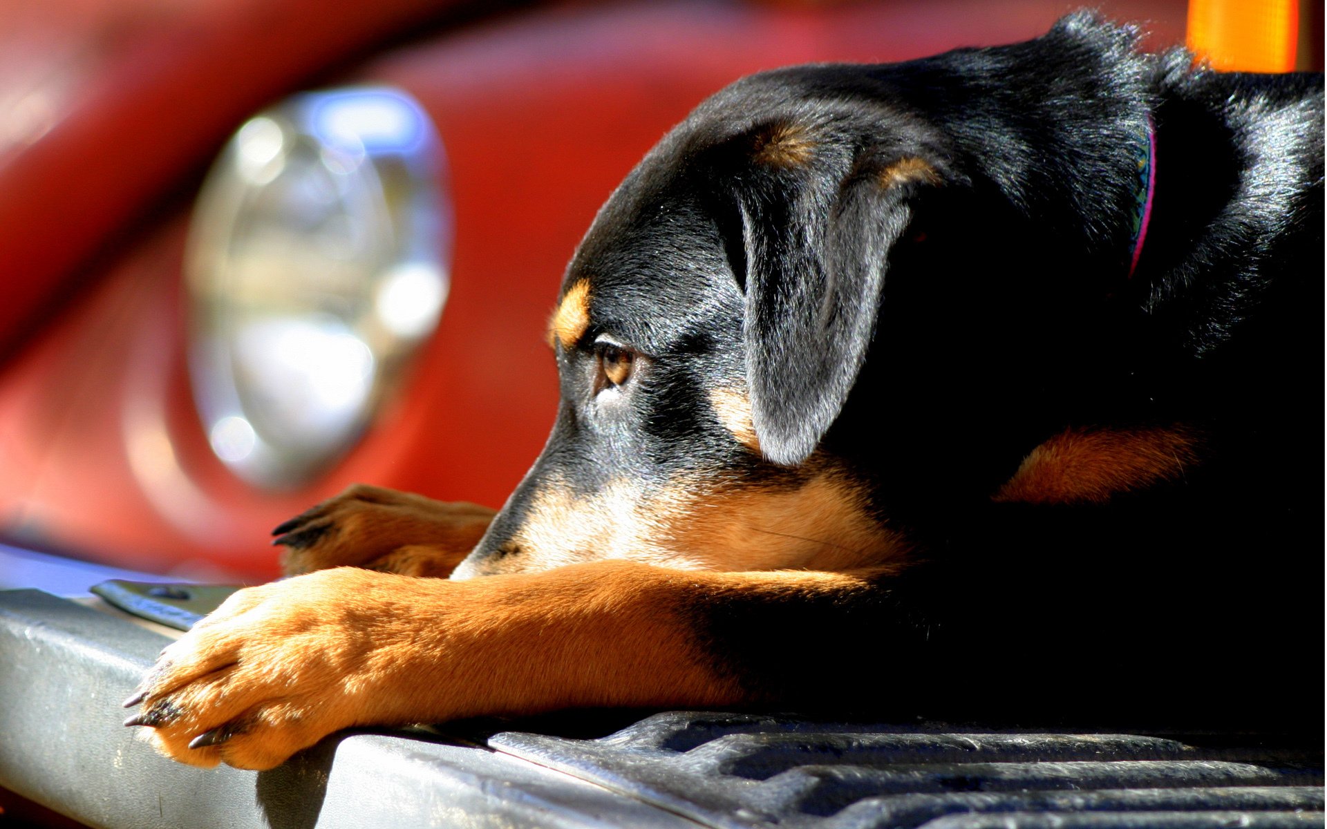 hund welpe sonne schäferhund stoßstange auto
