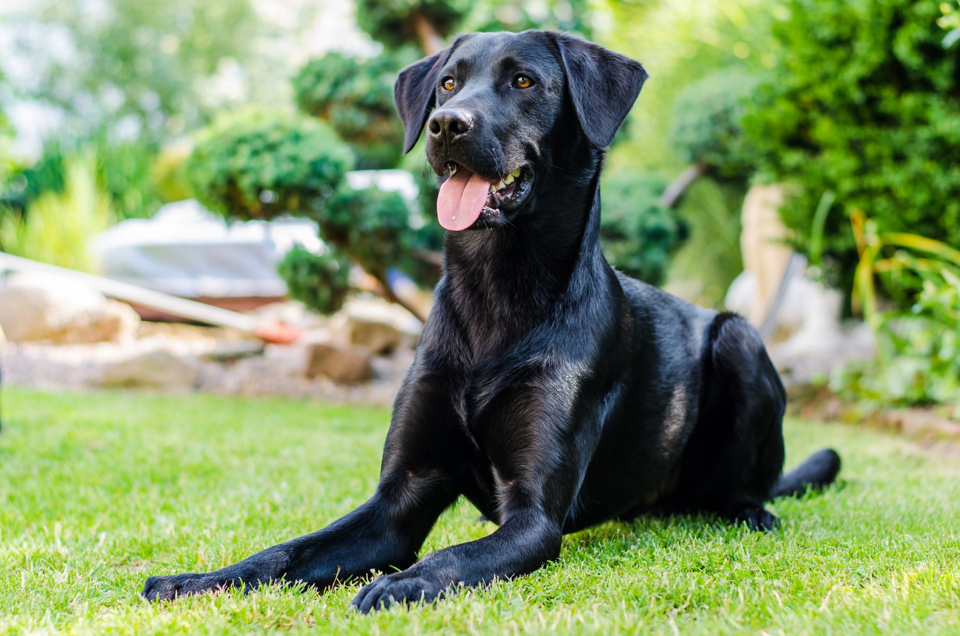 un chien? noir museau vue regarde verdure arbres