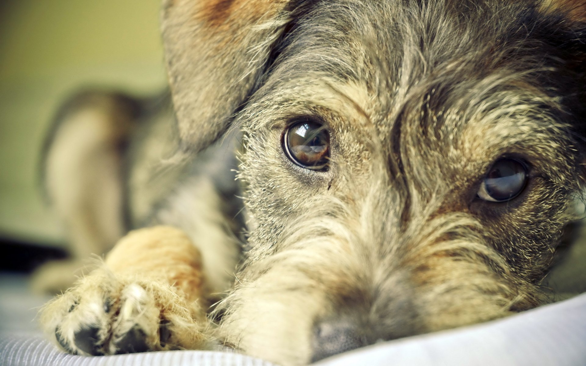 chien regard ami