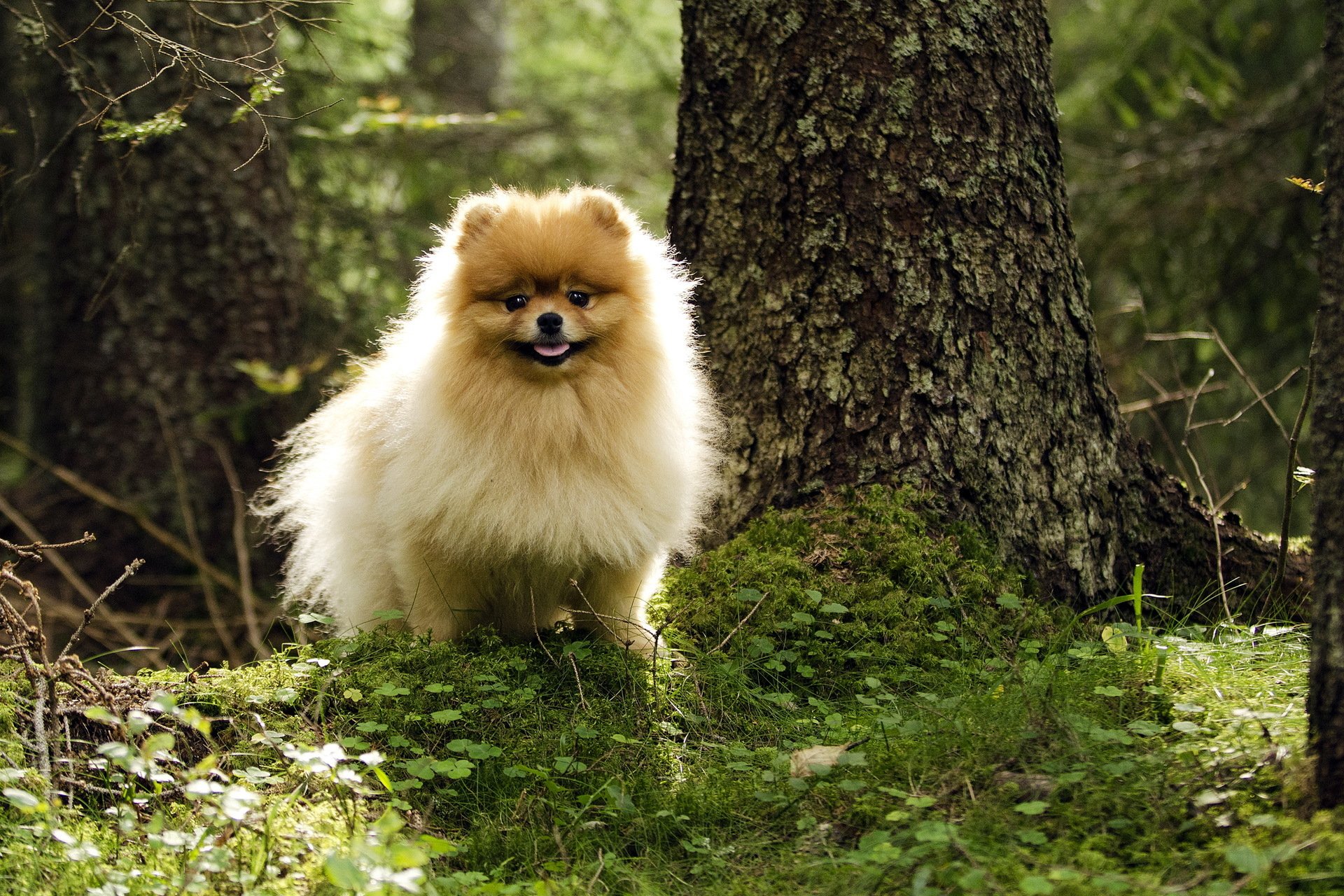 dog forest summer