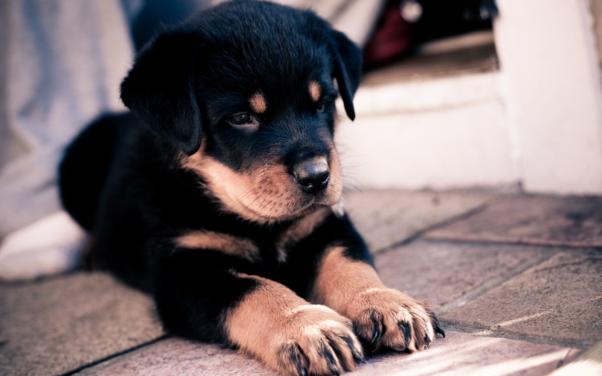 dog puppy shepherd eyes view art