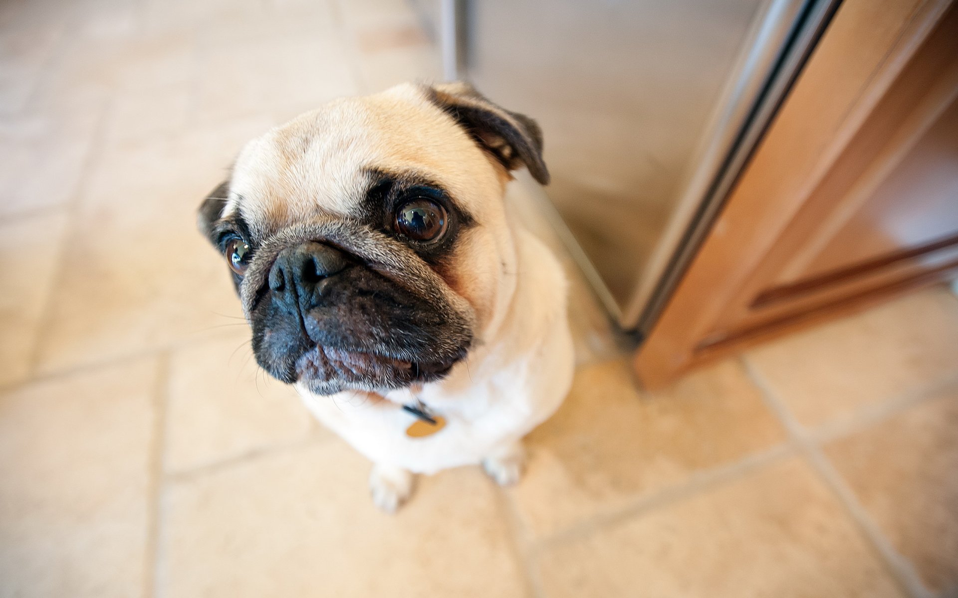 perro pug mirada