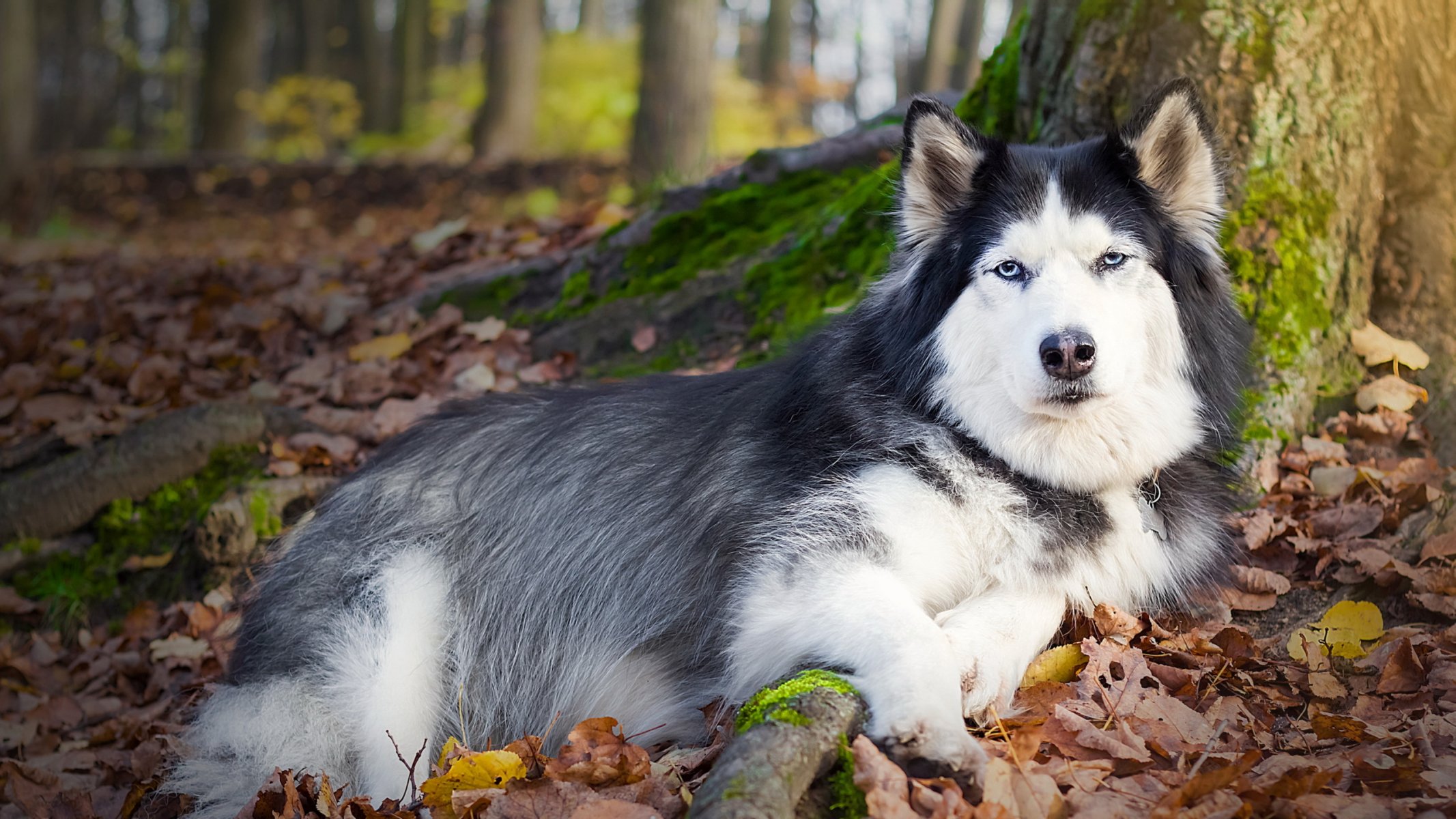 chien regard ami
