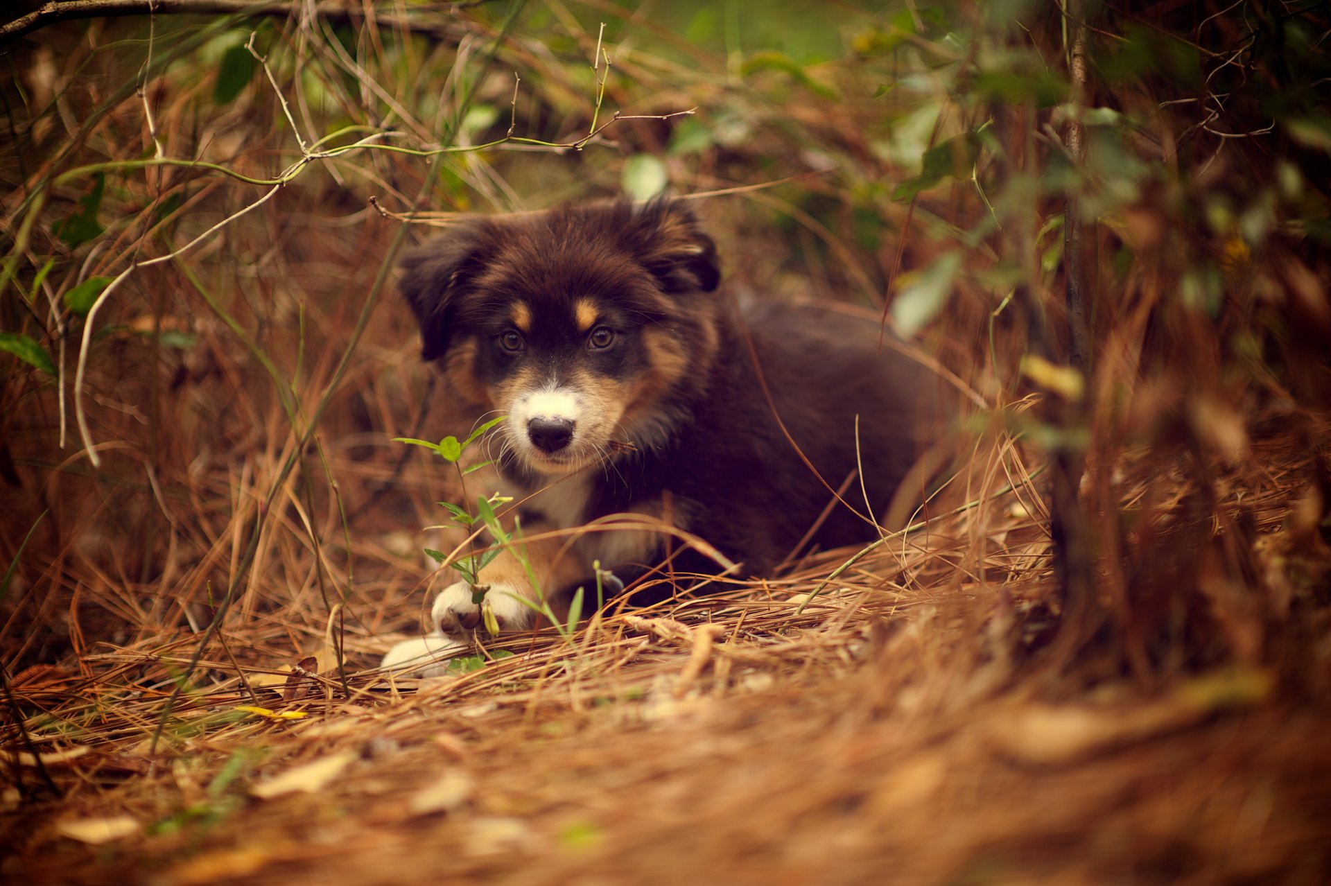 cucciolo ridley cane erba pianta natura