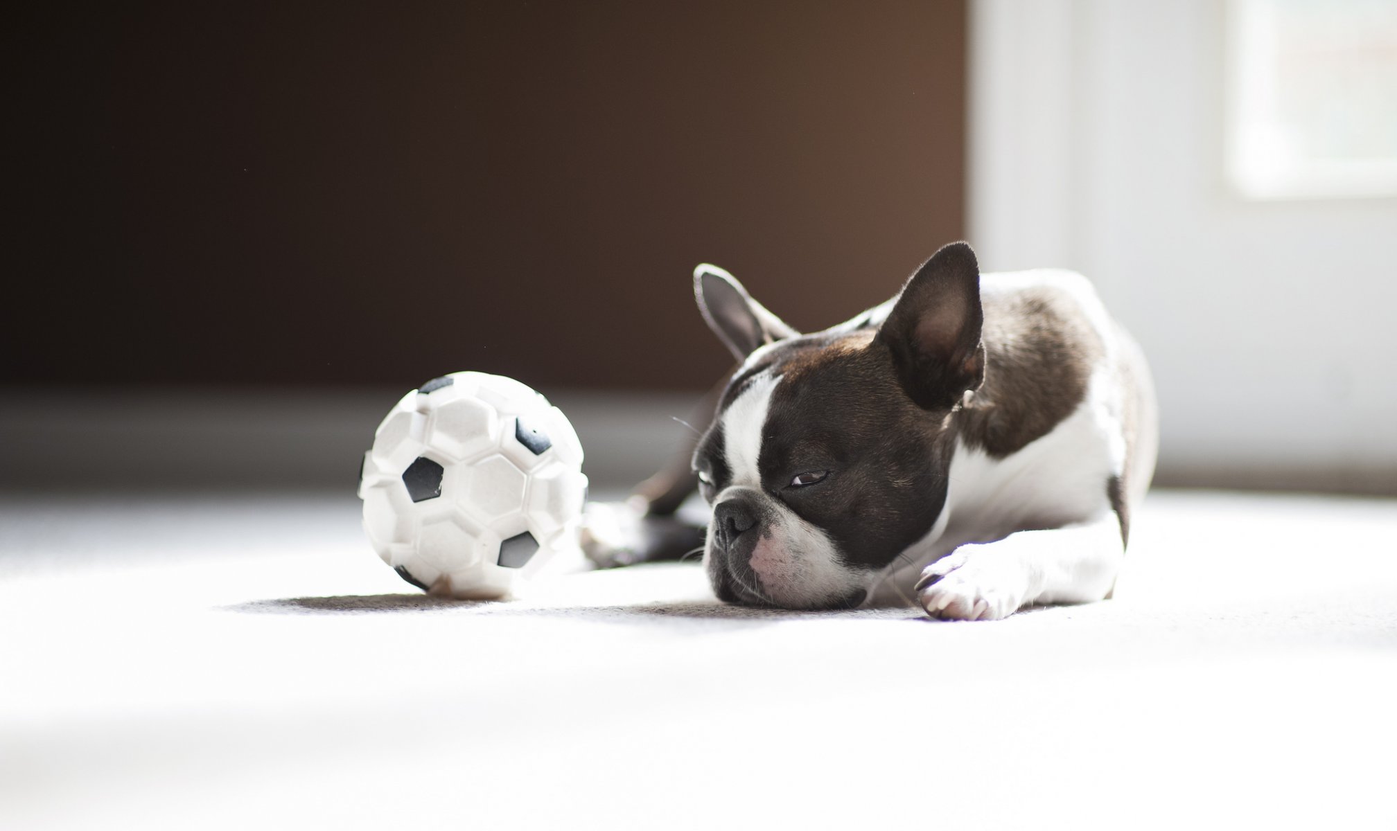 dog ball pug