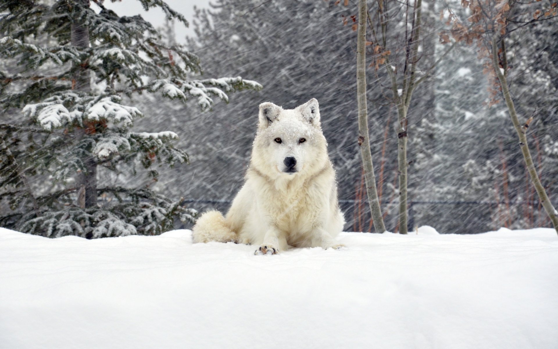 dog winter snow