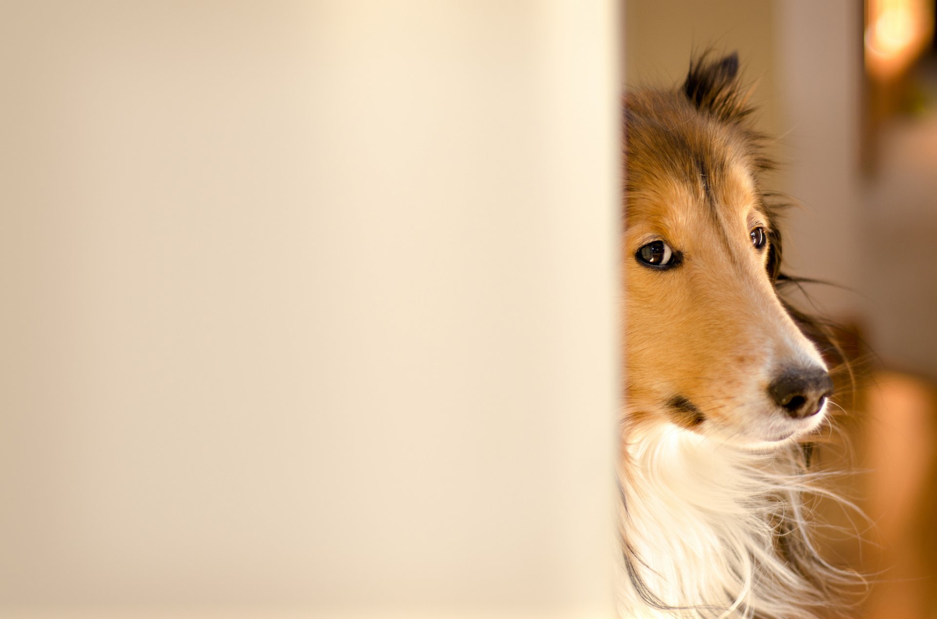 dog collie fergus kerfuffle~photography