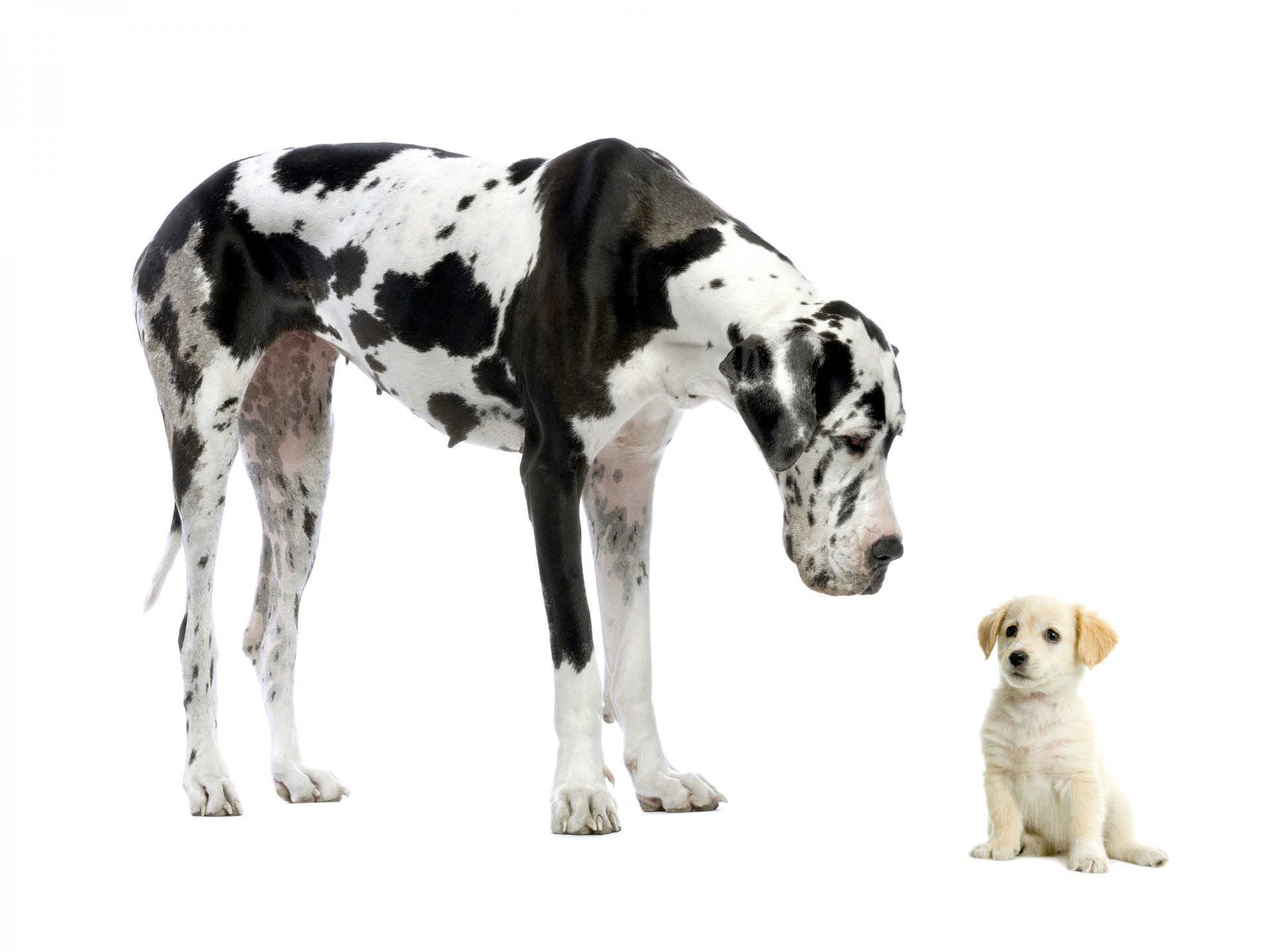 dogs dog puppy