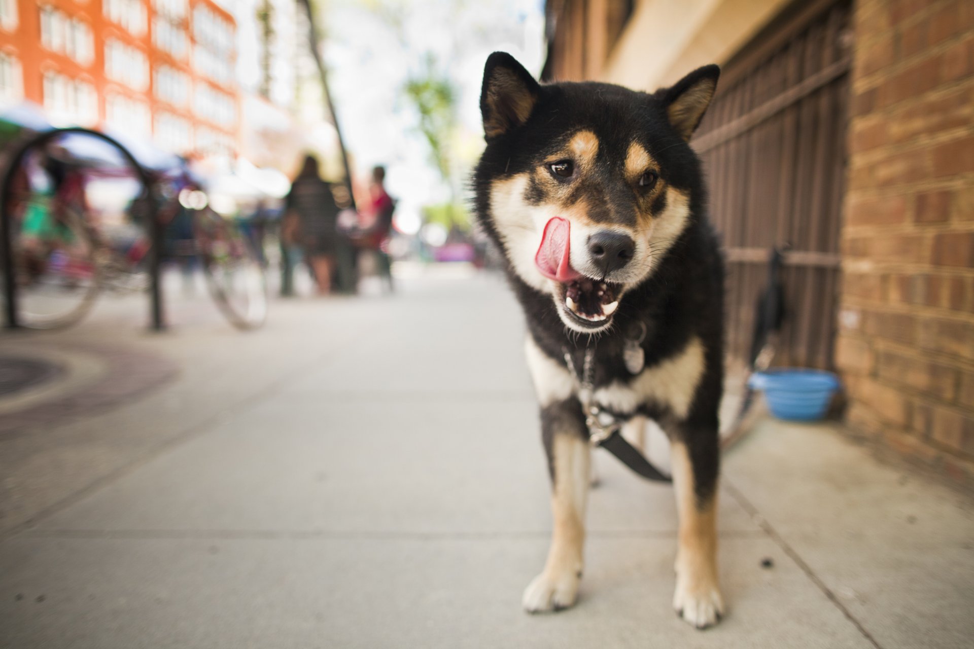 perro mirada lengua shiba inu