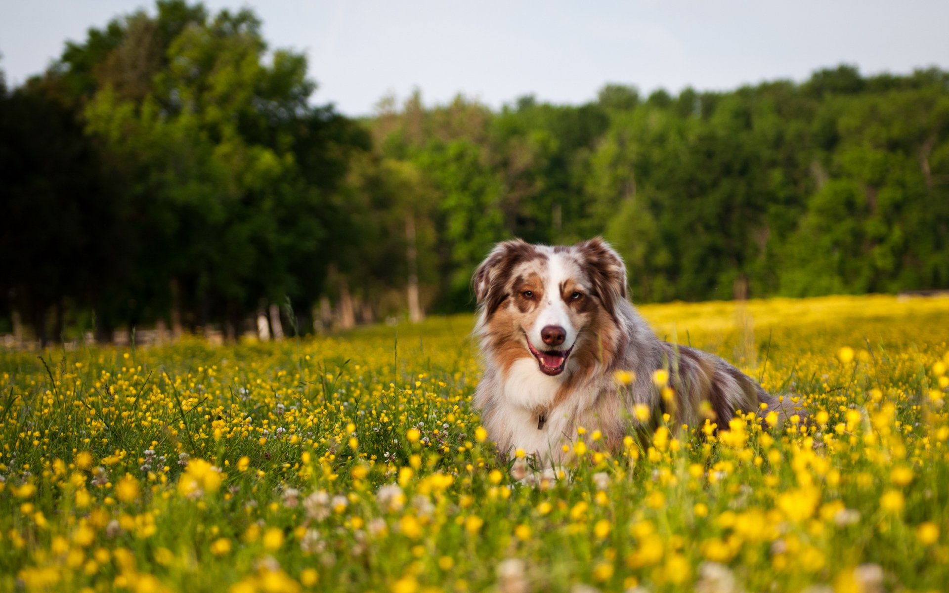 hund feld blumen