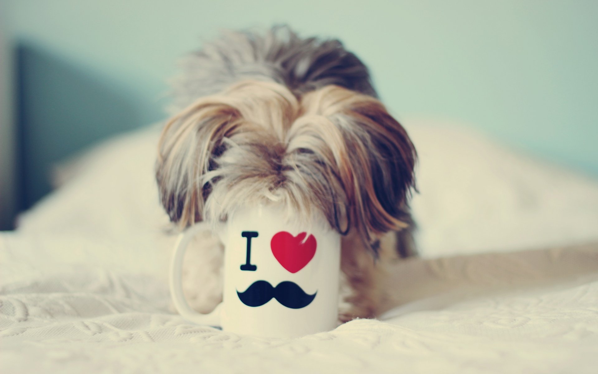 perro taza casa