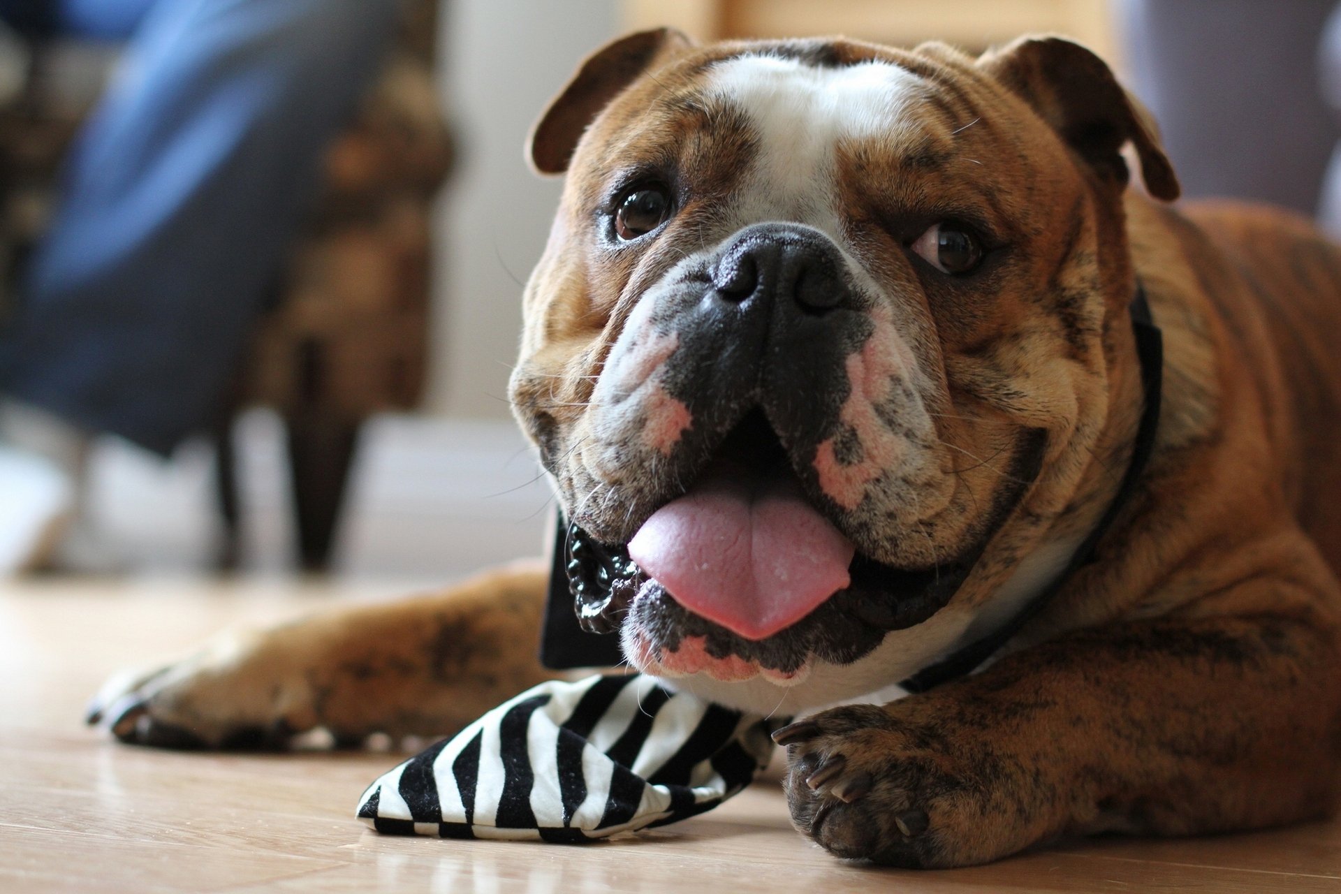 bouledogue cravate museau langue