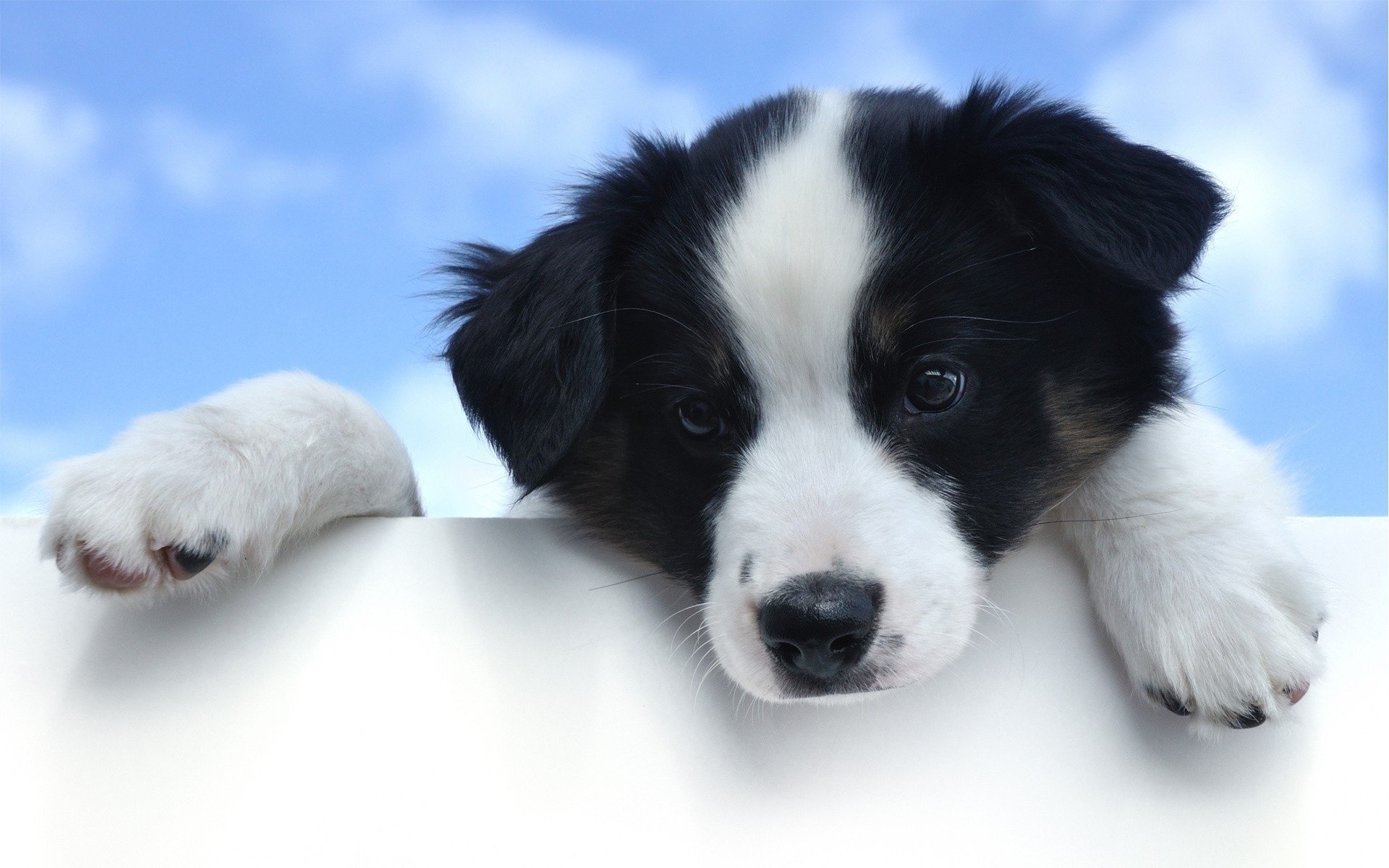 perro patas ojos vista cielo hocico