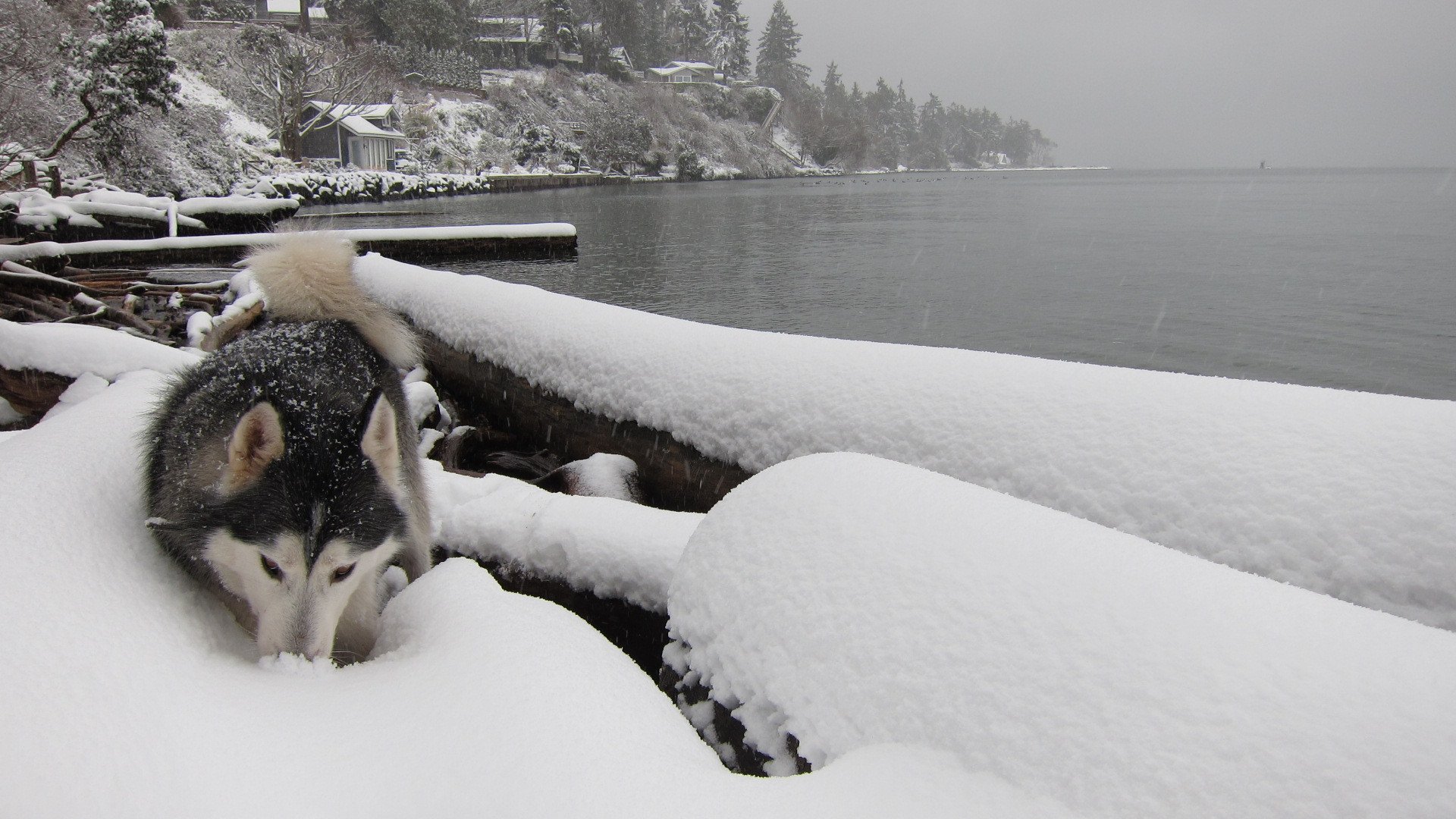 hund winter fluss laika