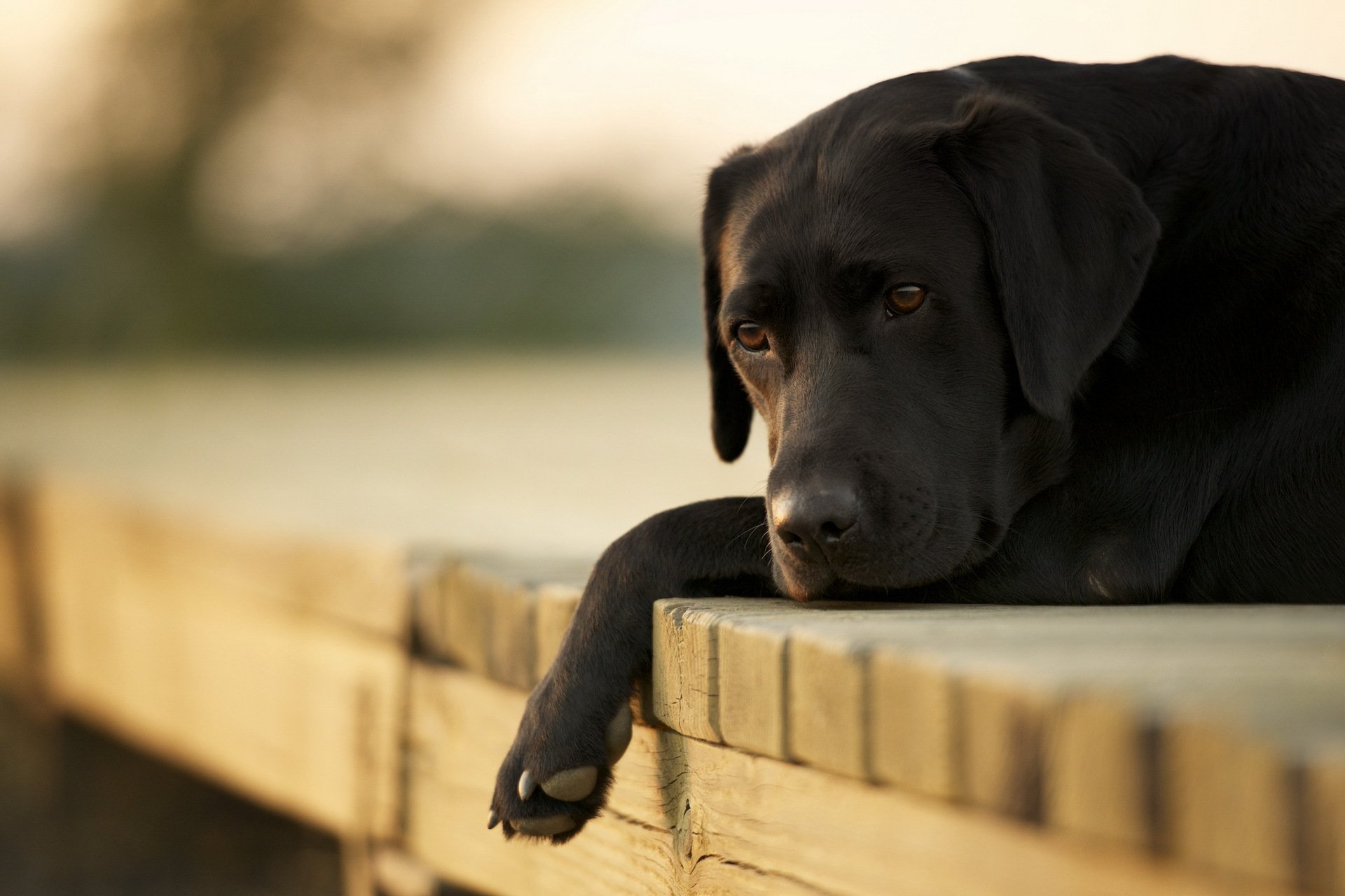 dog bridge close up