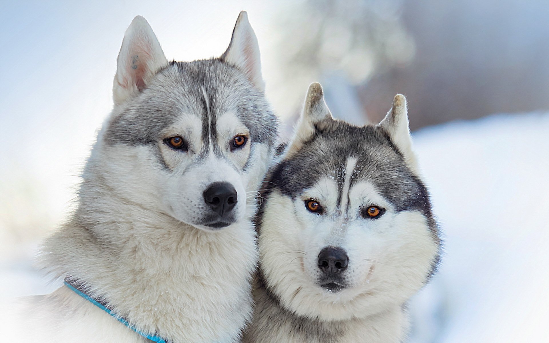 cani amici bellezza