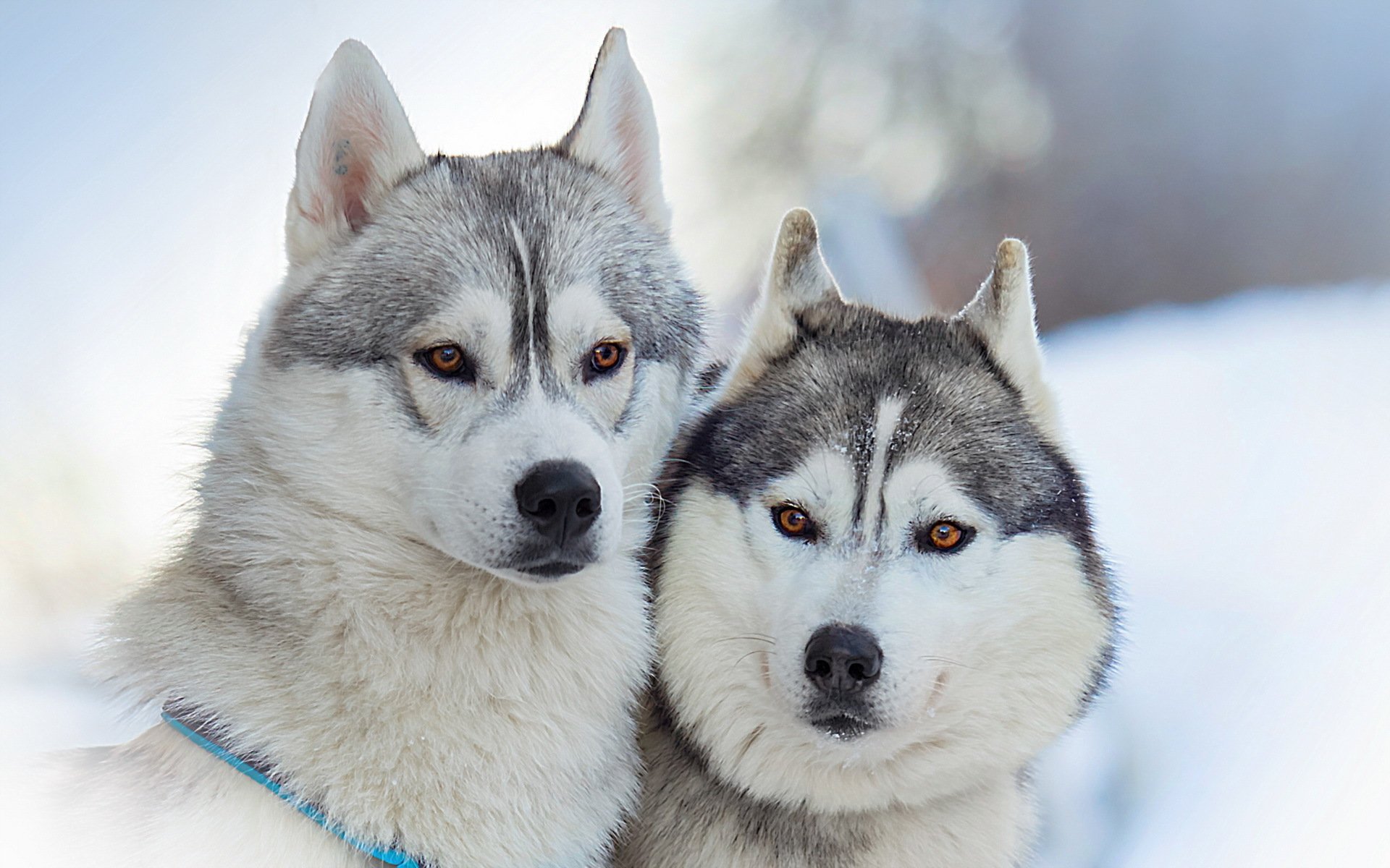hunde freunde schönheit