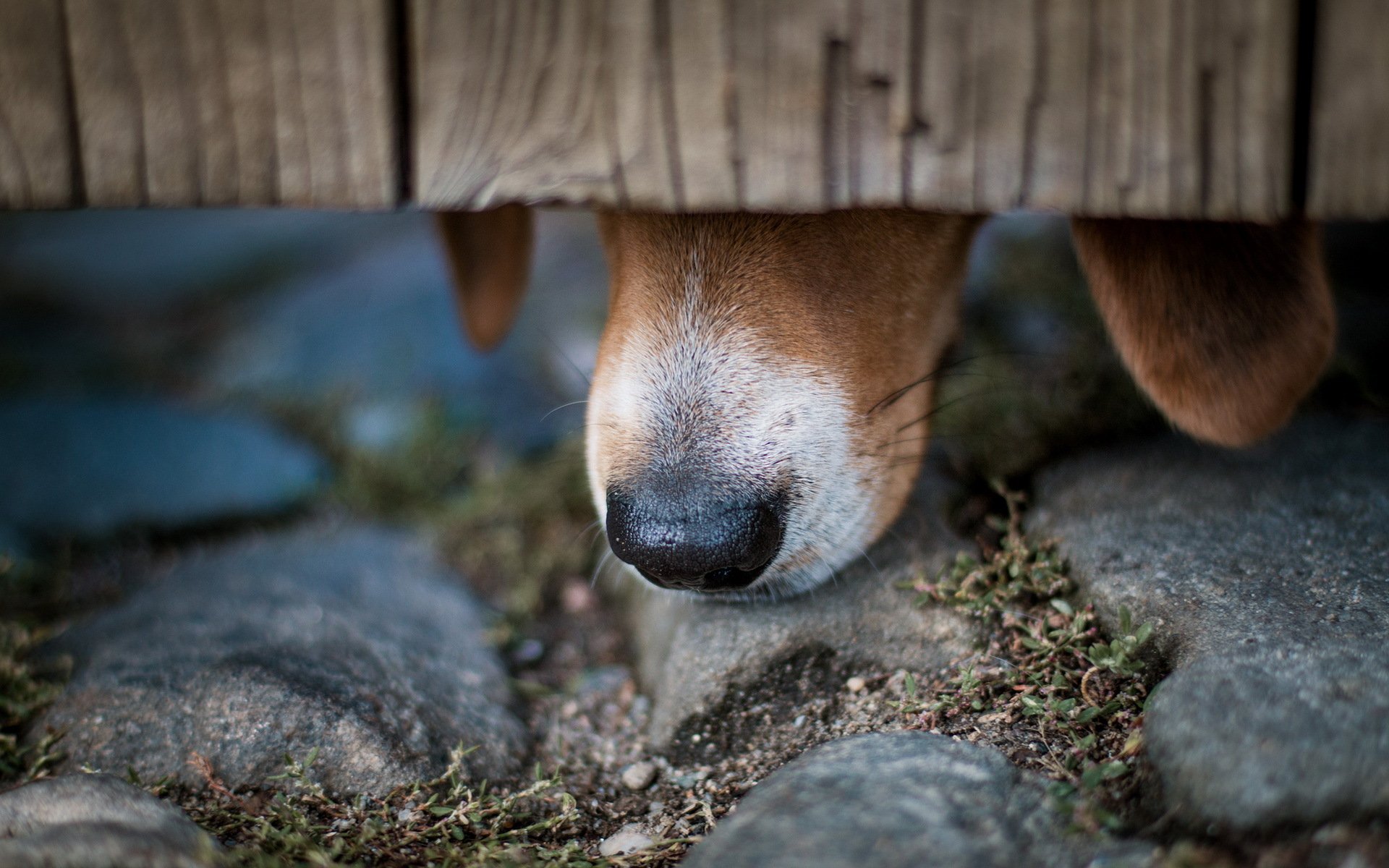 hund nase makro