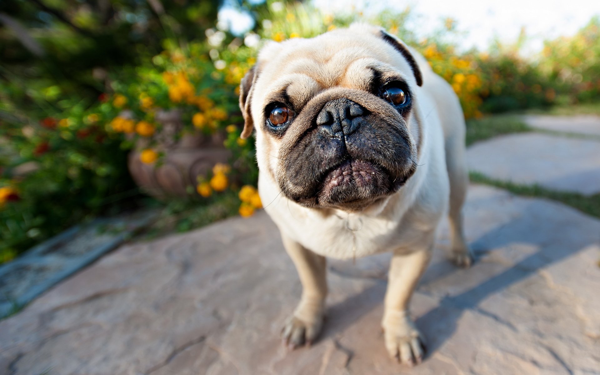 perro pug mirada