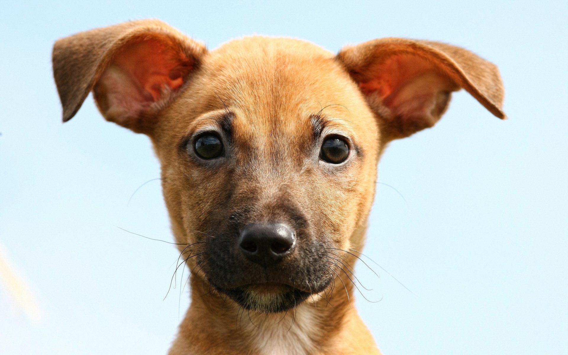 chien regard ami