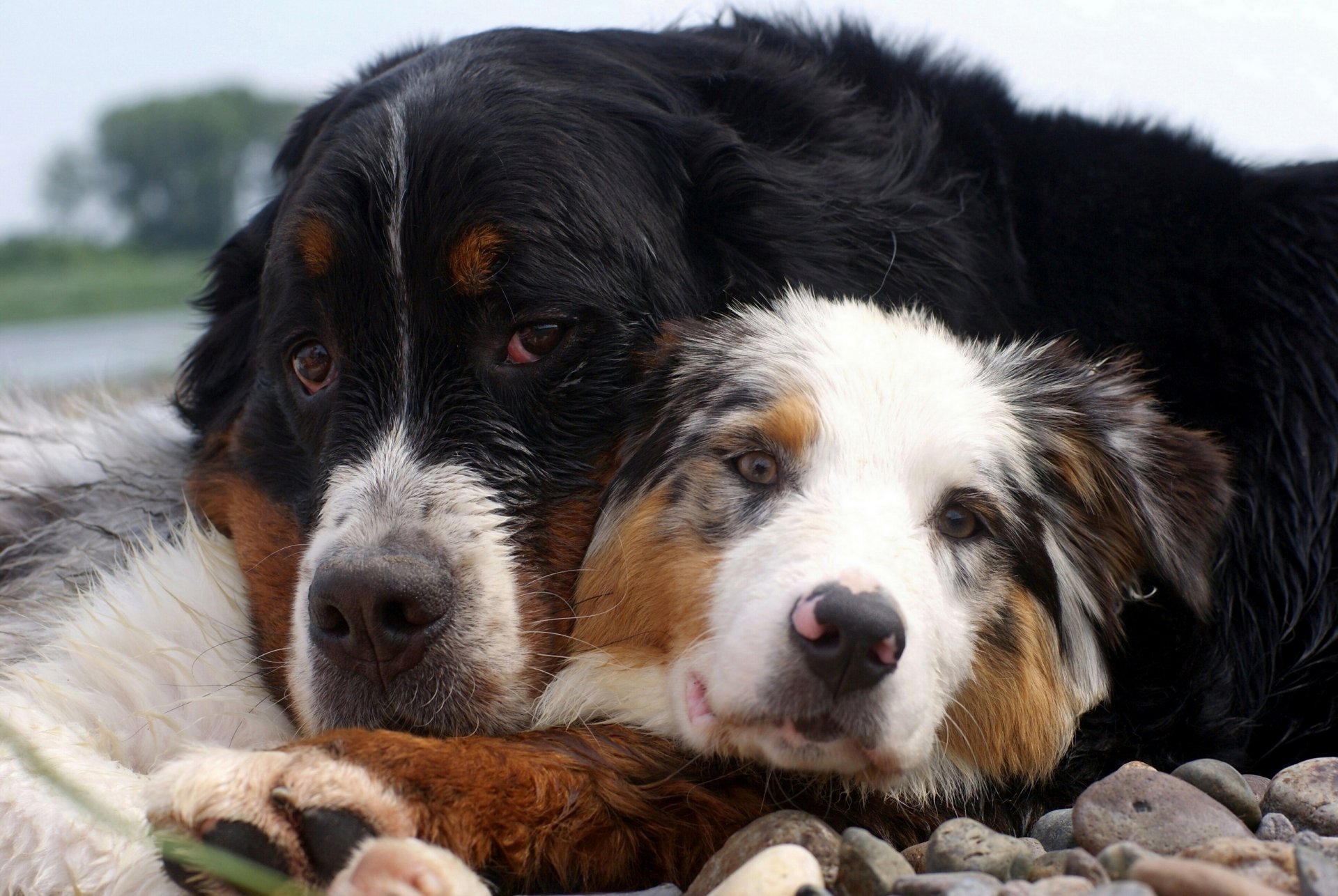 cani amici pietre