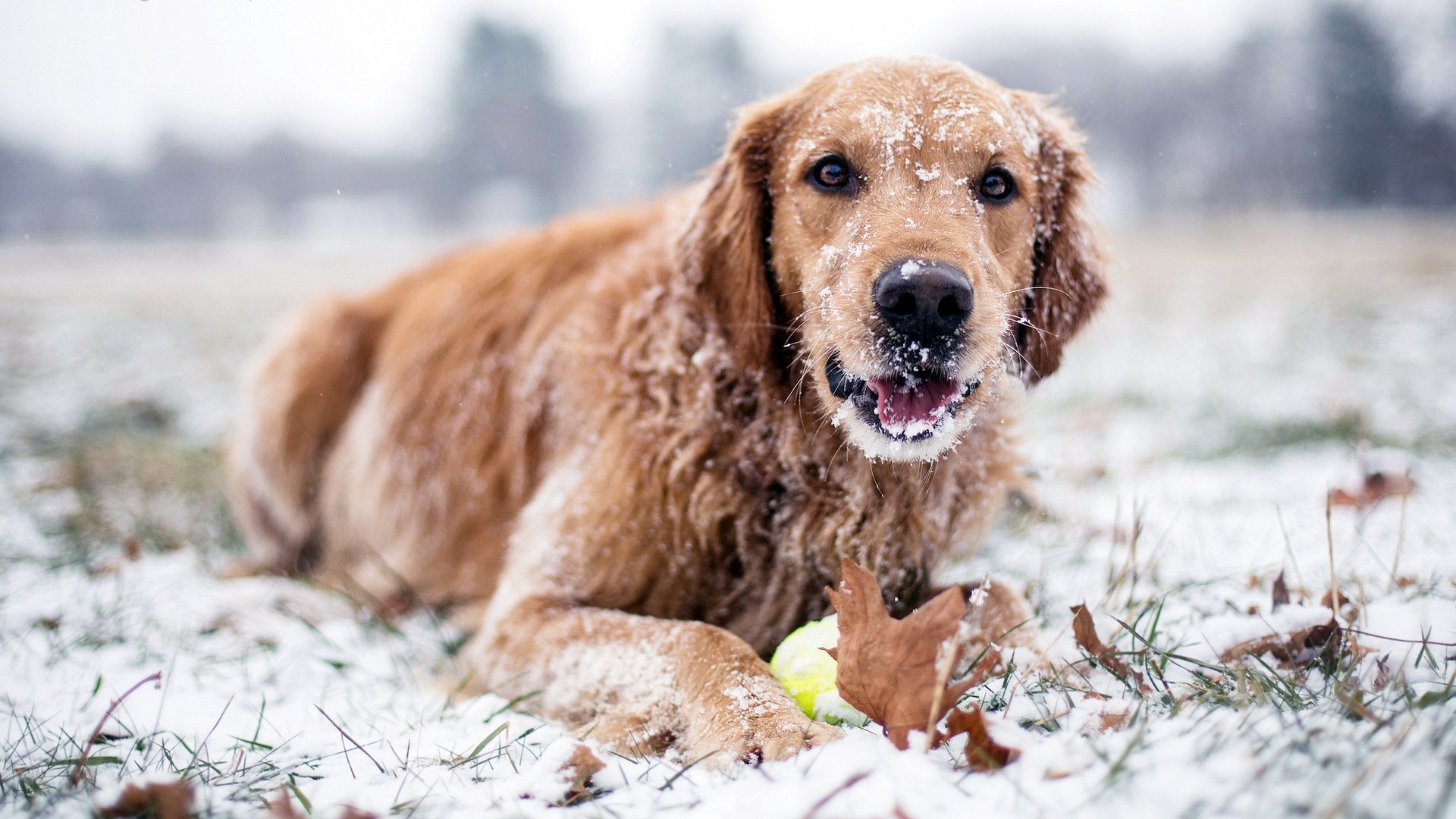 cane inverno neve