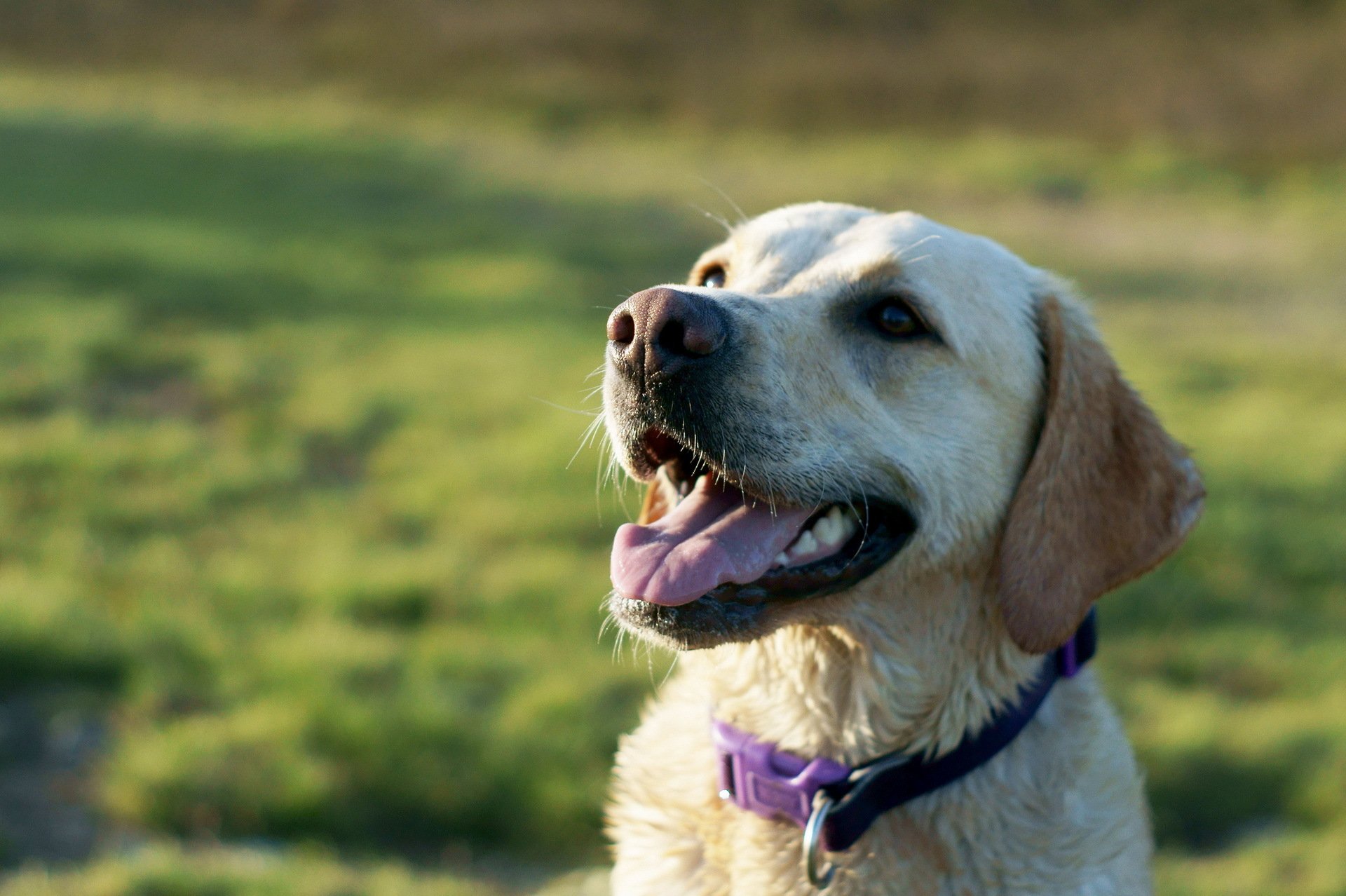 dog the field background