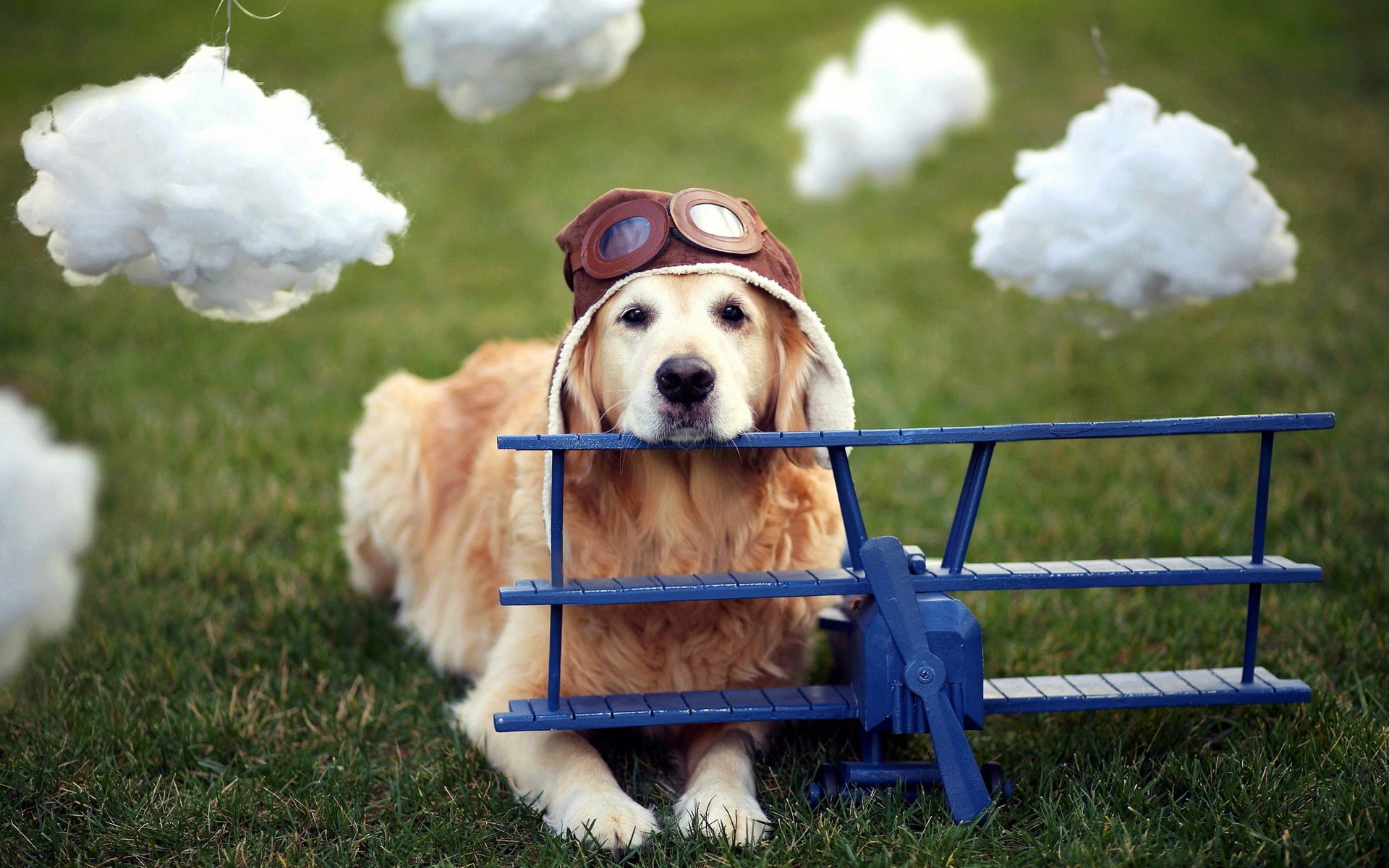 chien avion casque