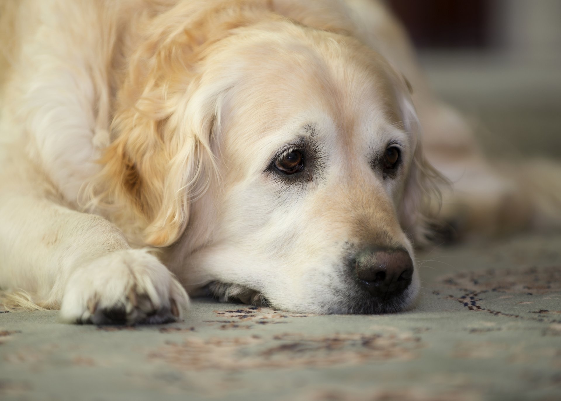 golden retriever golden retriever wypoczynek